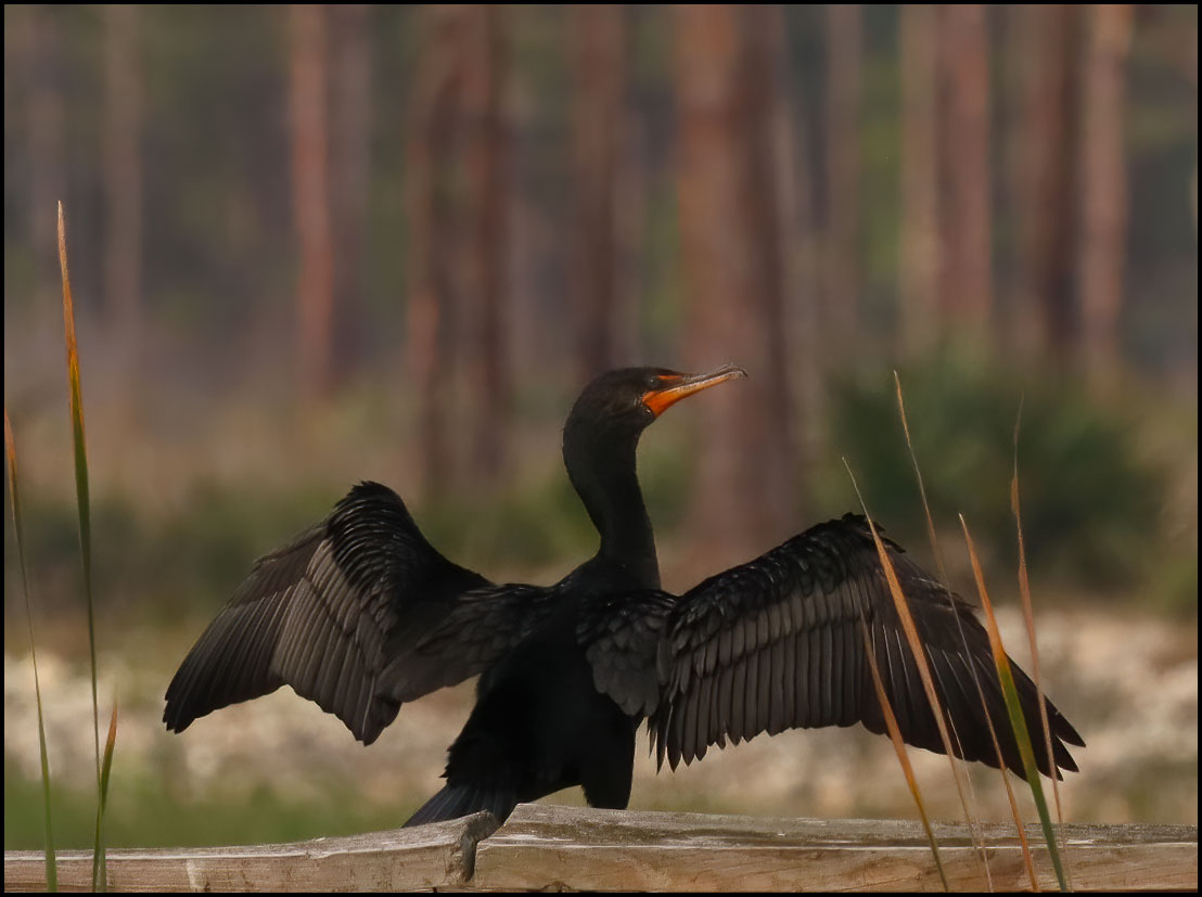 Double-Crested-Cormorant.jpg