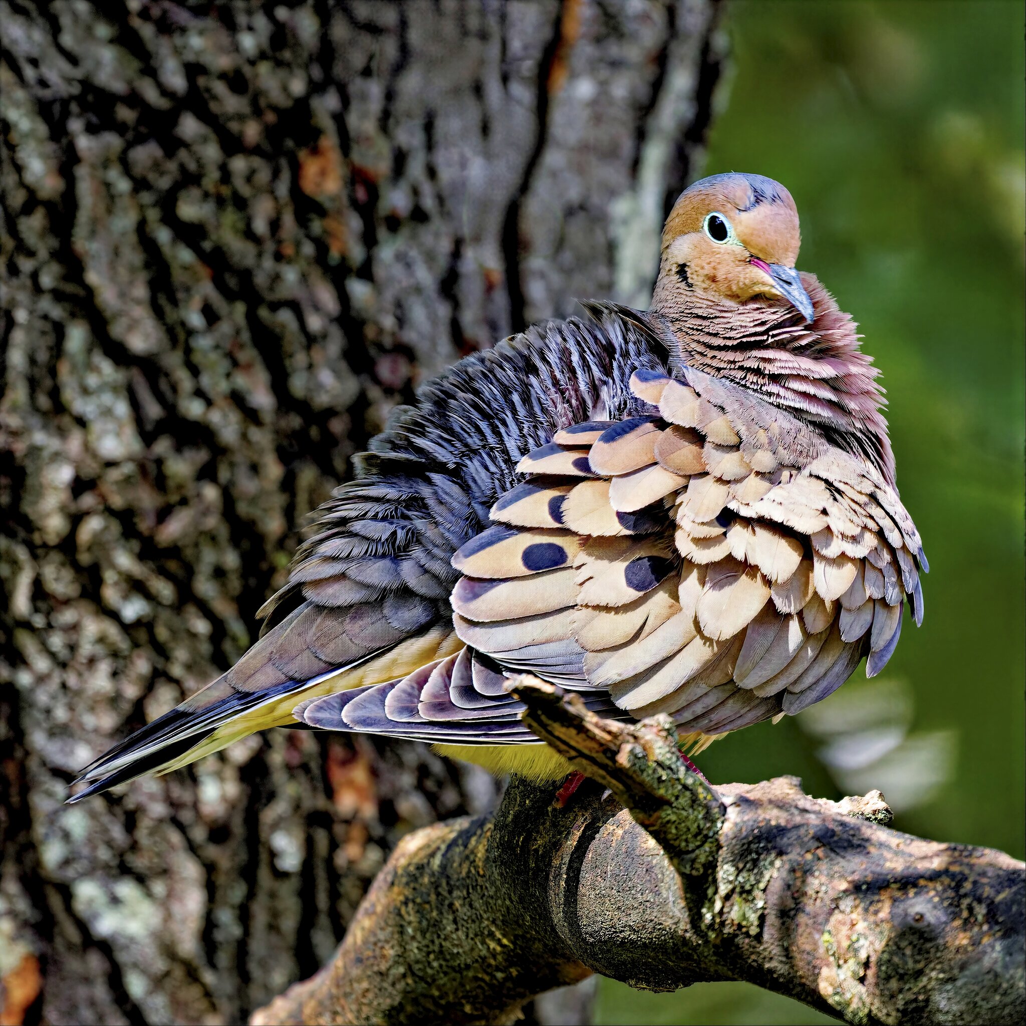 Dove.jpg