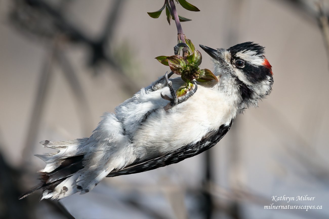 Downy Woodpecker