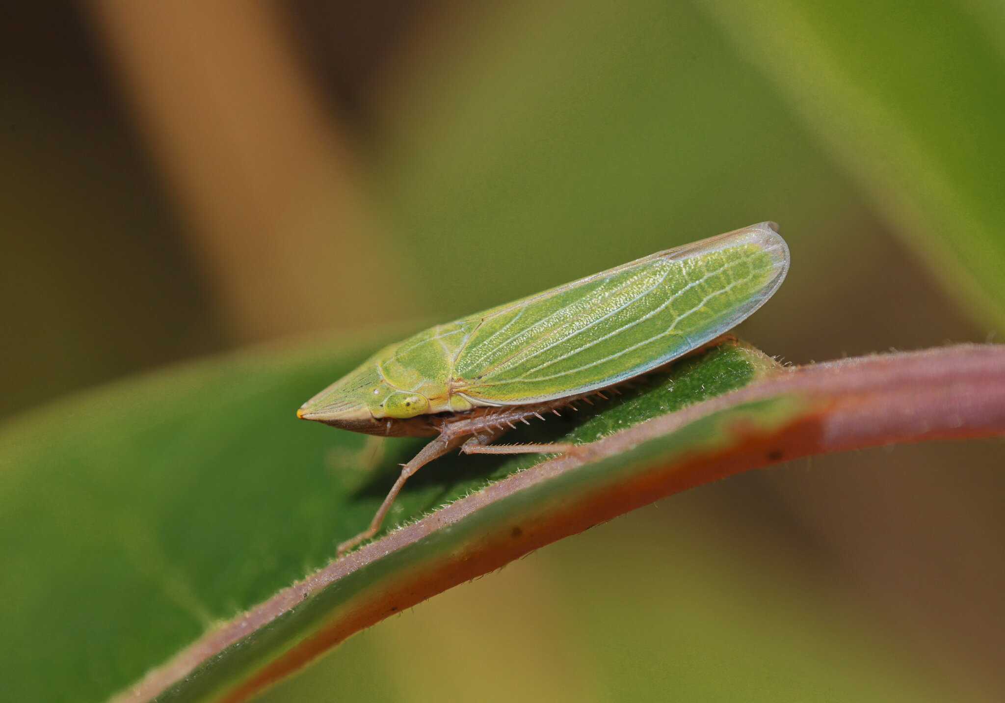 Draeculacephala Antica