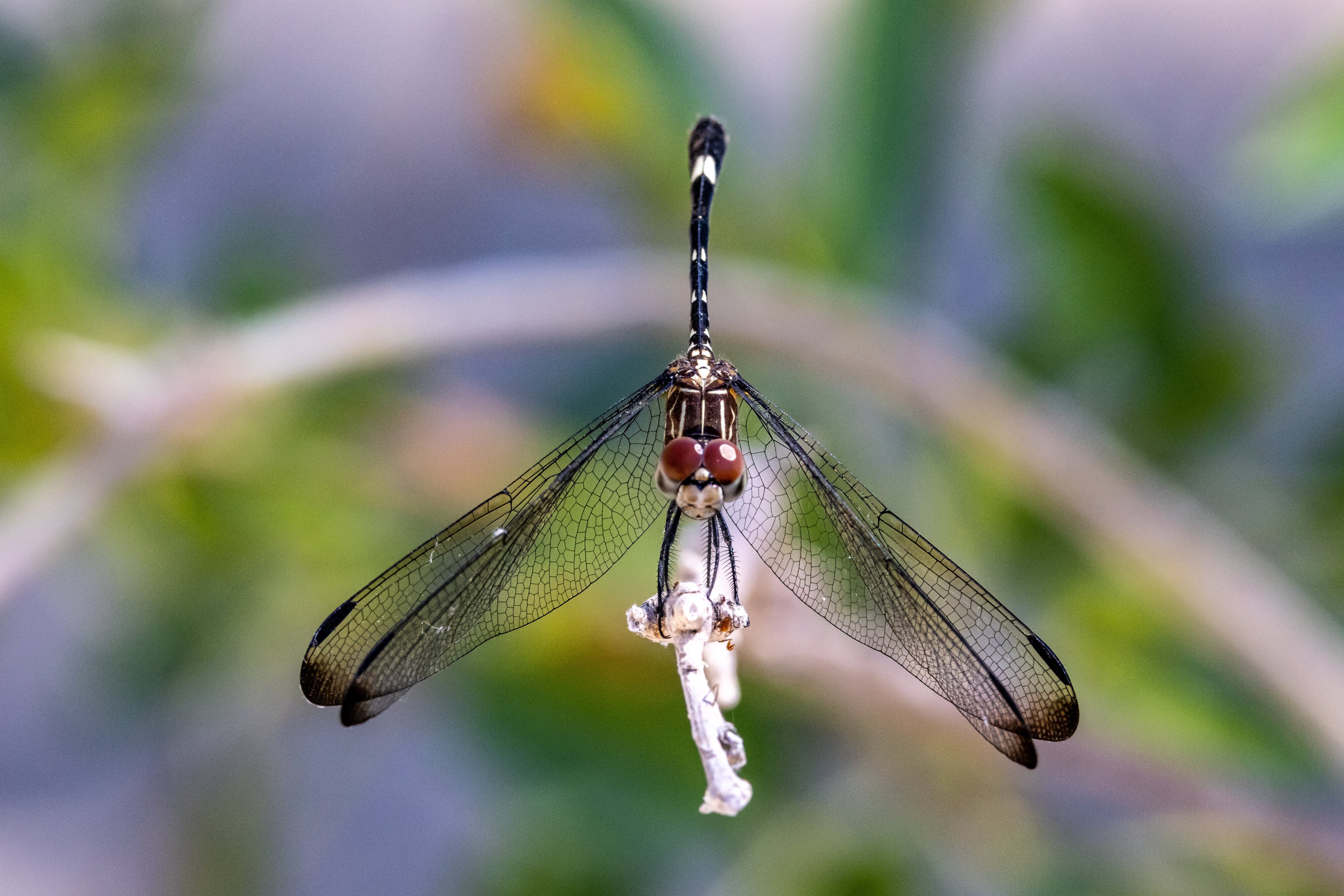 Dragonfly at creek