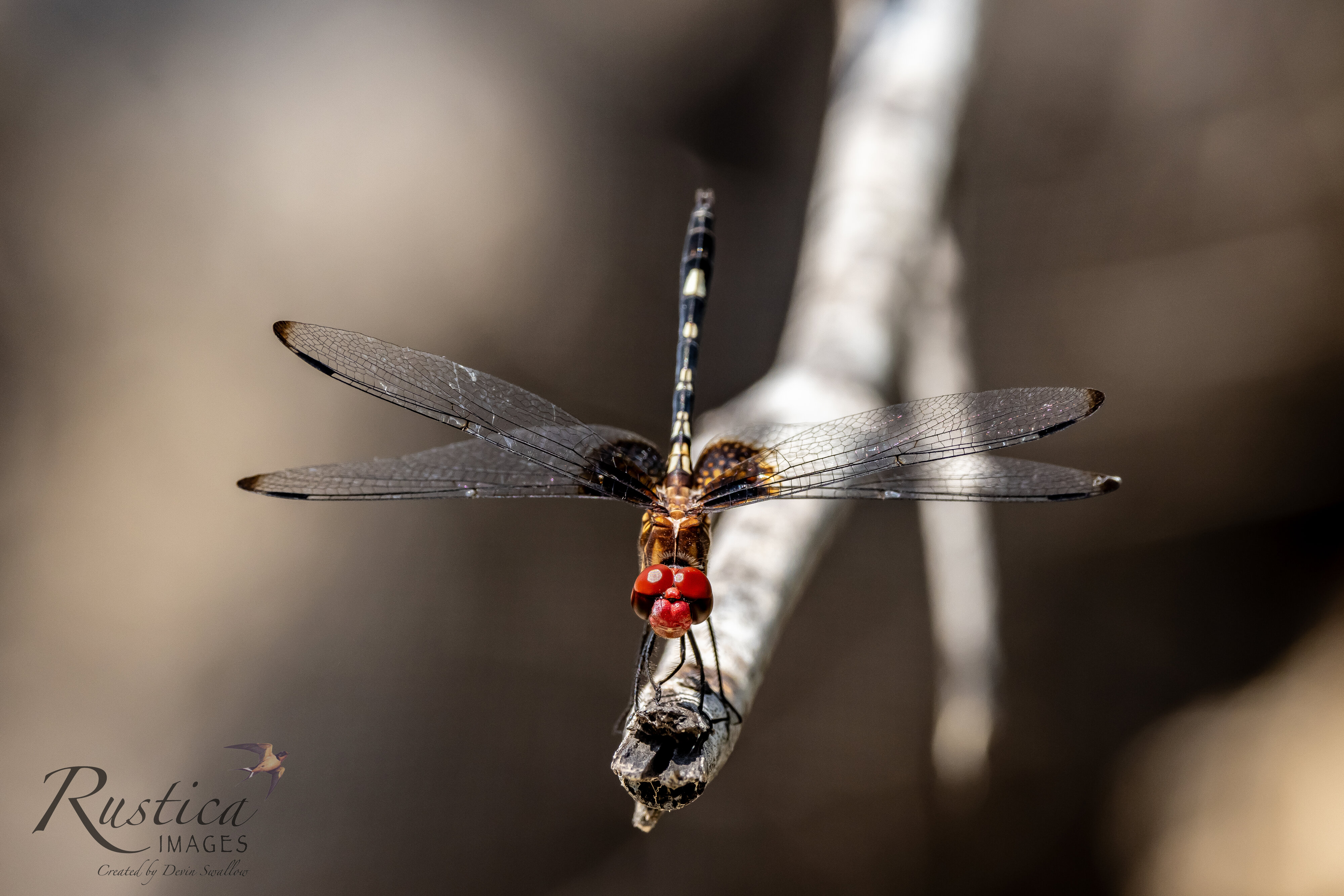Dragonfly at Leon Creek, San Antonio
