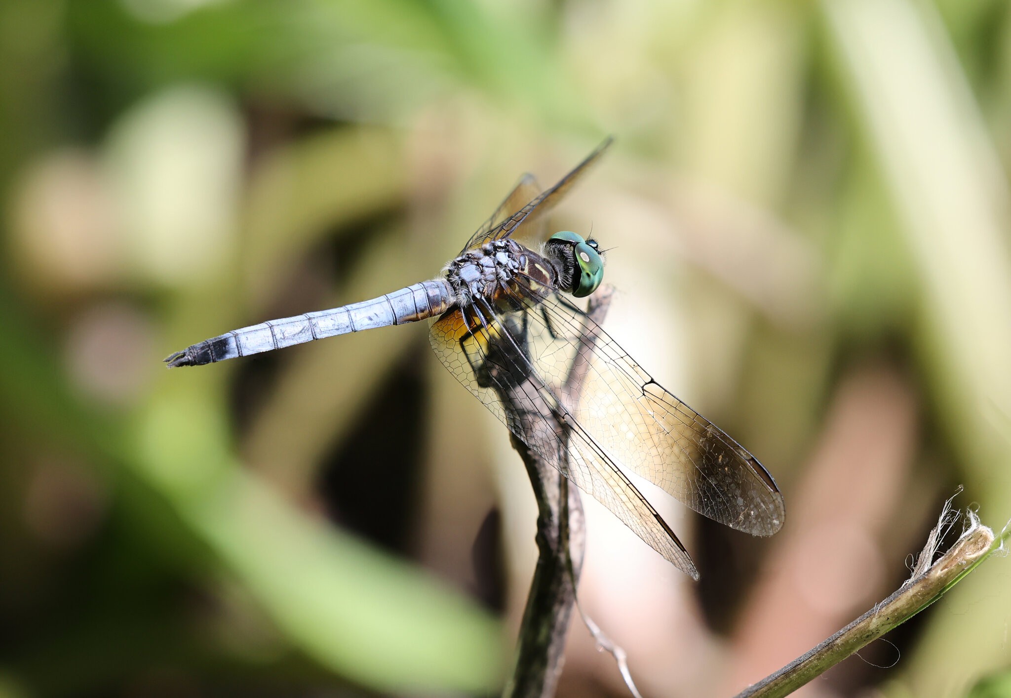 Dragonfly