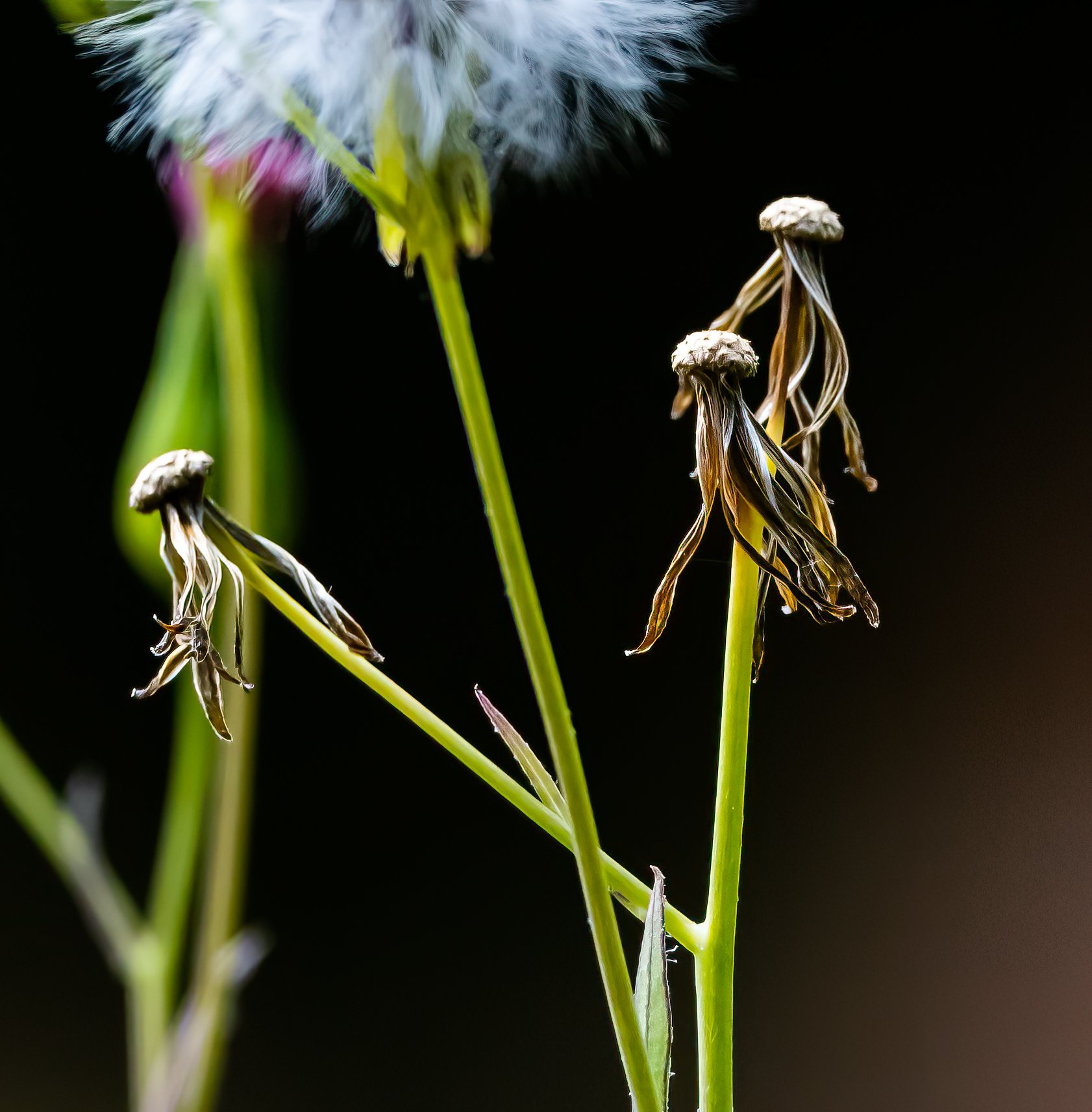 dry_dandelion_flower.jpg