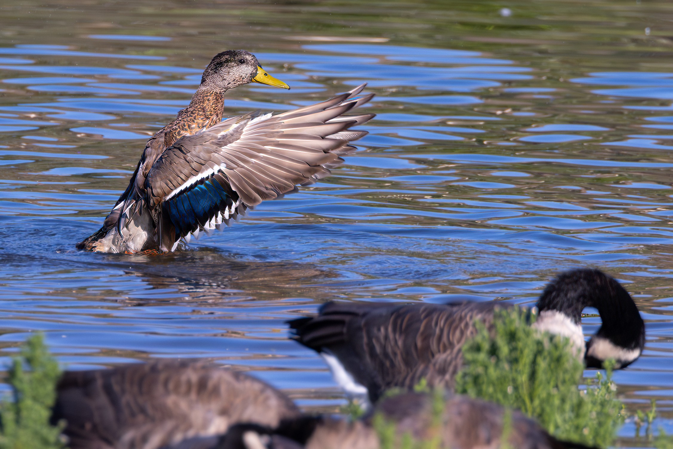 Duck airing out wings