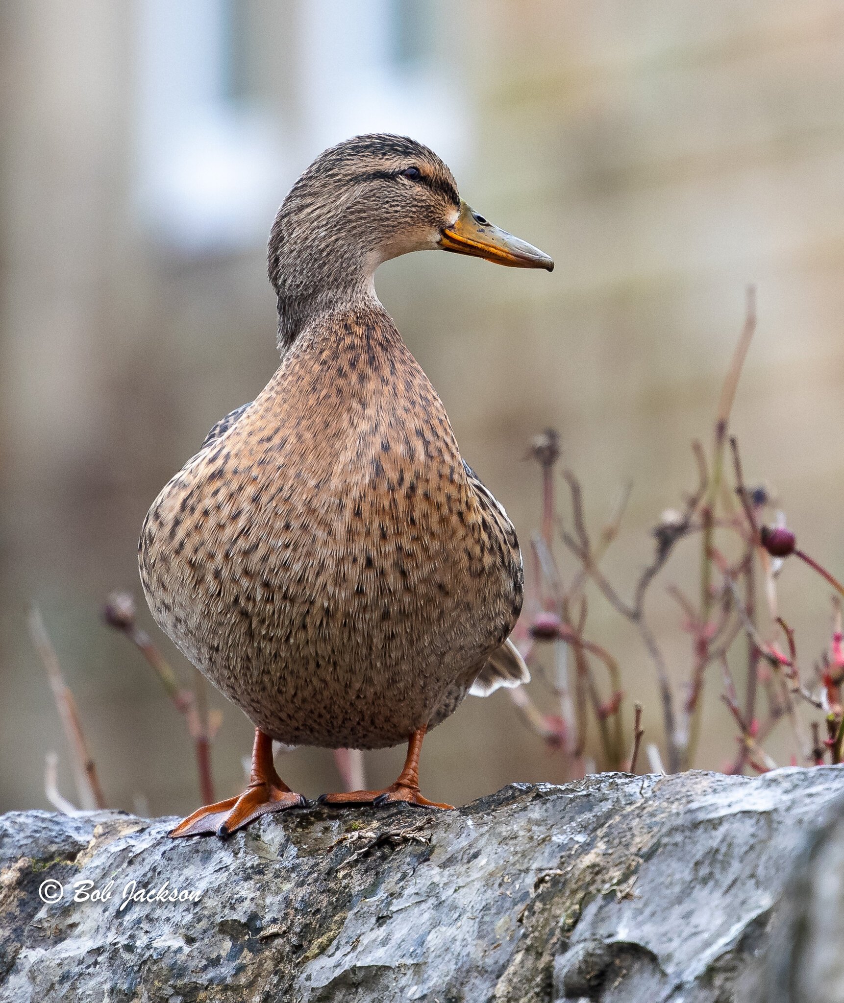 Duck | Canon RF Shooters Forums