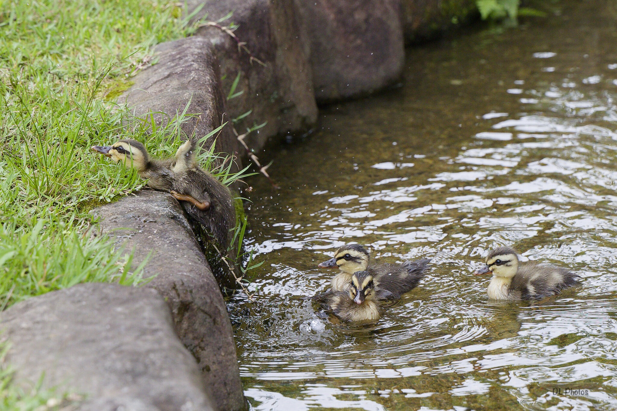 ducklings.jpg