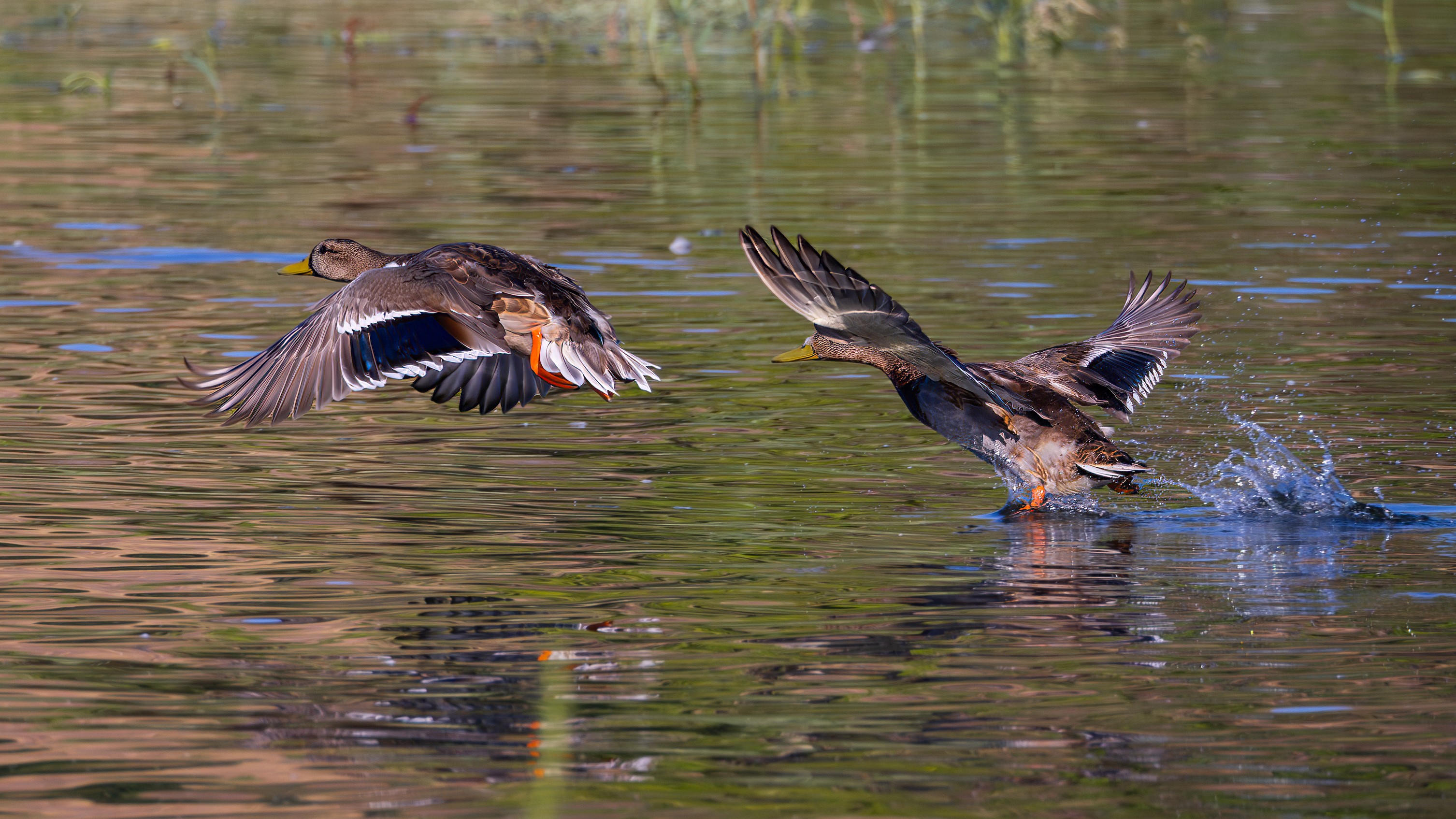 Ducks Taking Flight 09-05-2023.jpg