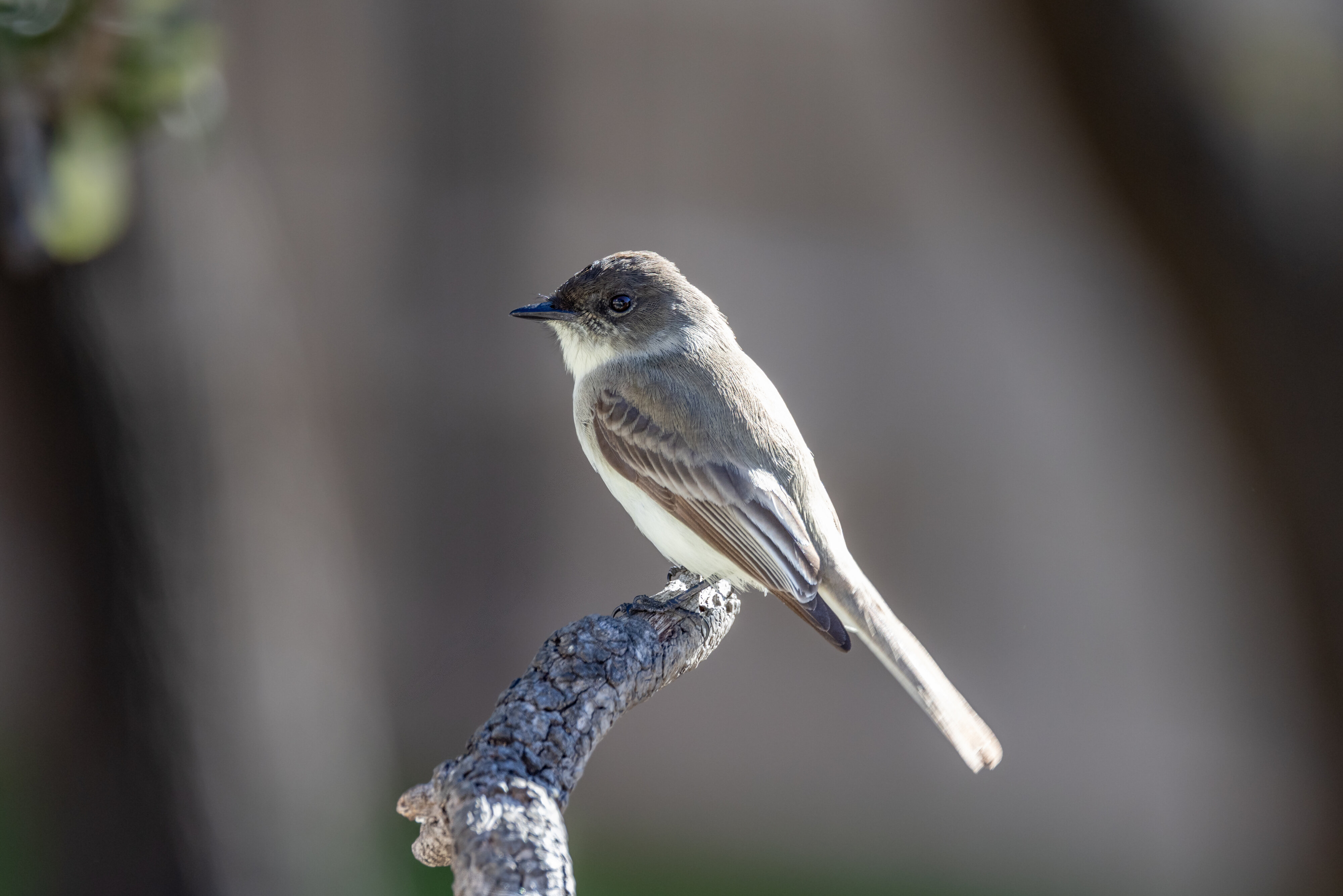 Duffy Capped flycatcher | Canon RF Shooters Forums