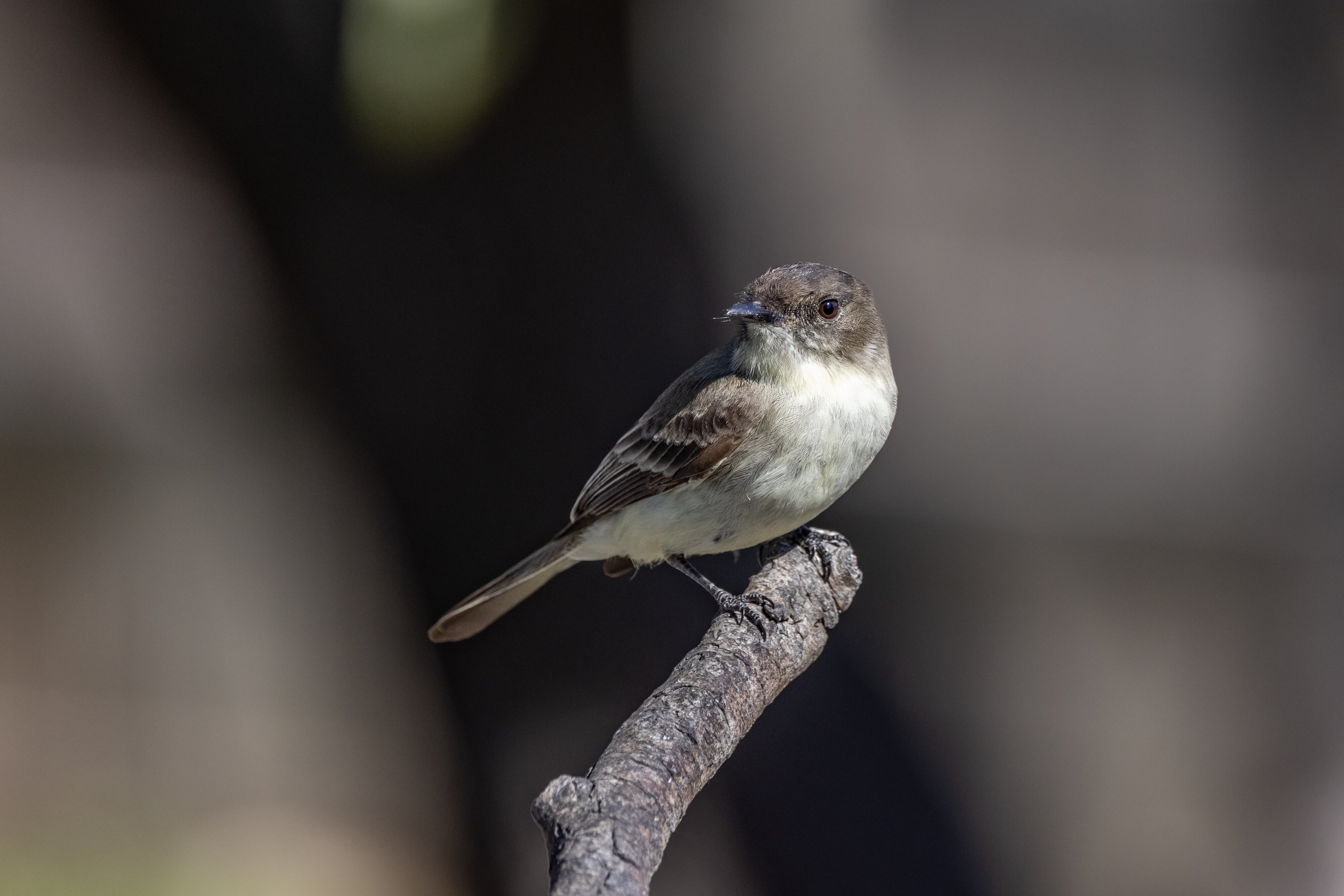 Duffy Capped flycatcher