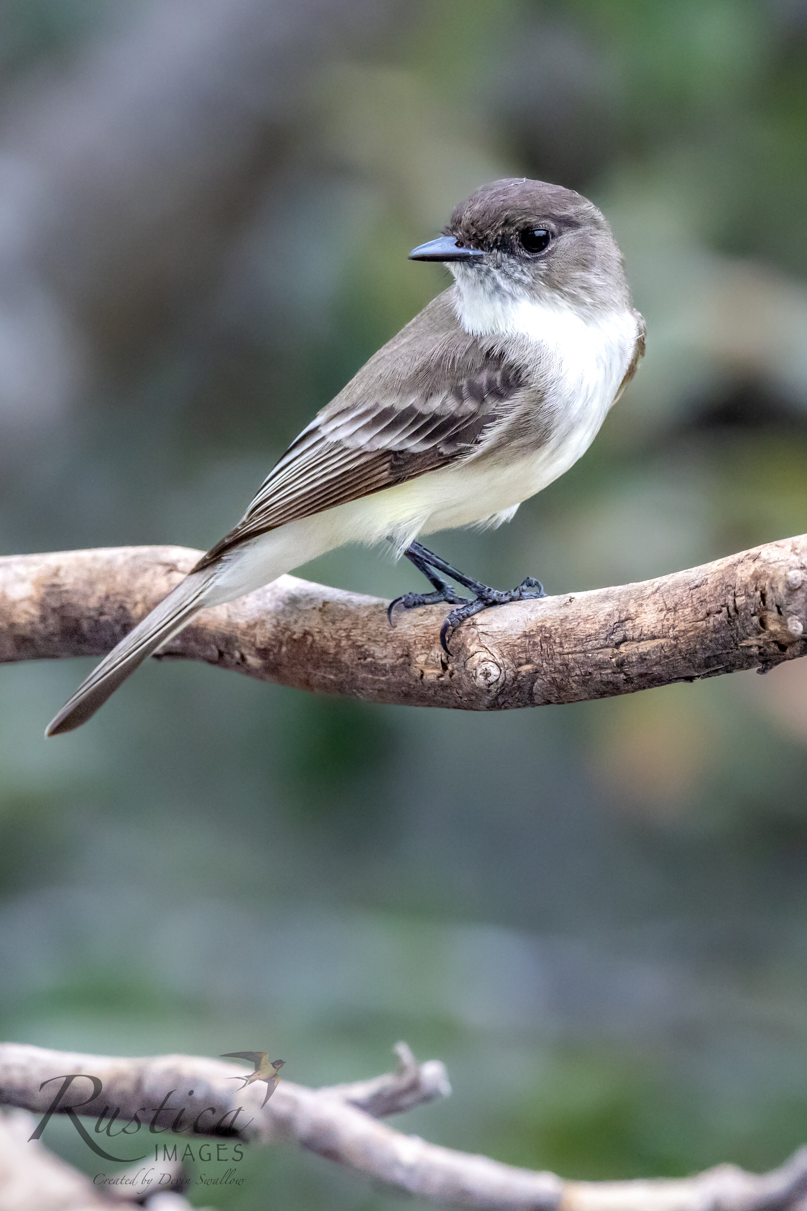Duffy Capped Flycatcher