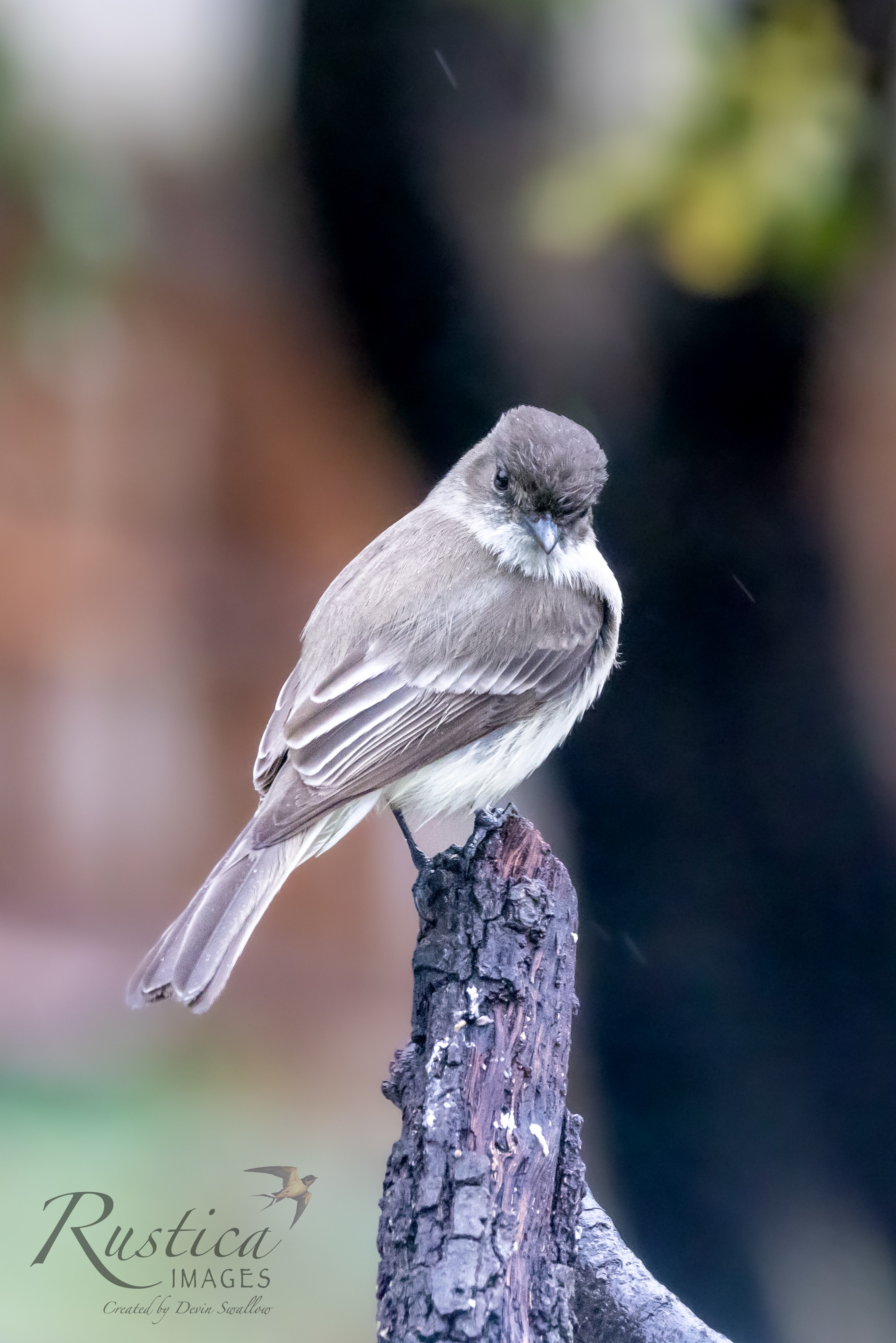 Duffy capped flycatcher