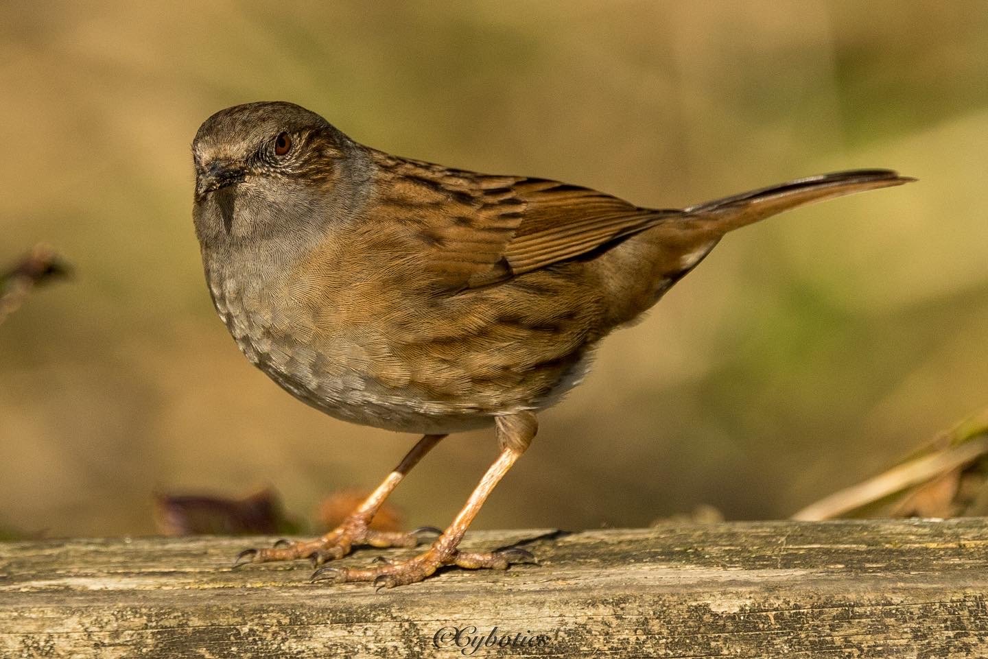 Dunnock