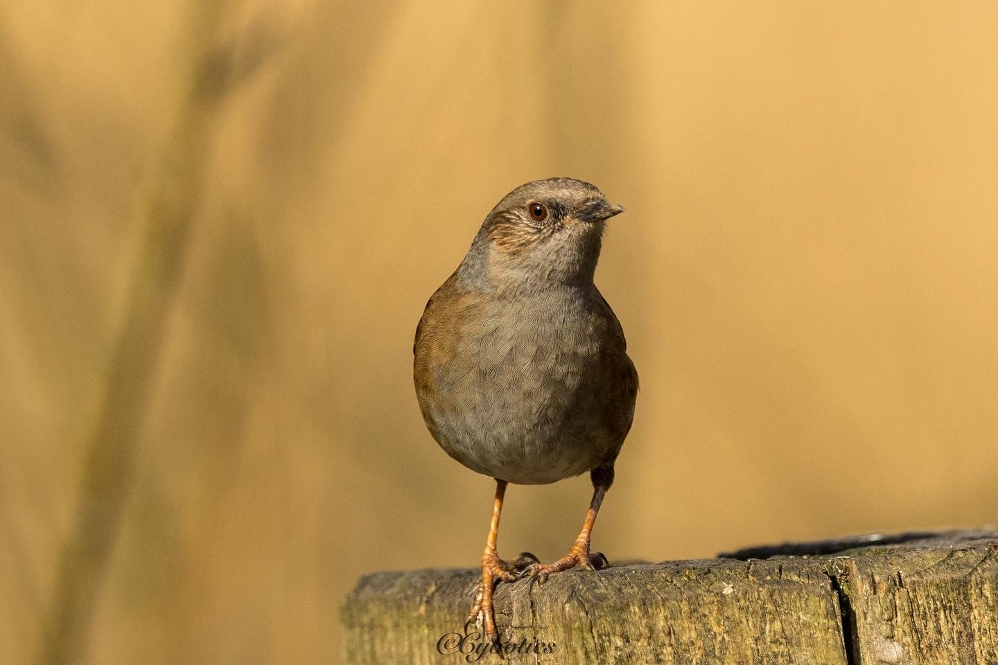 Dunnock