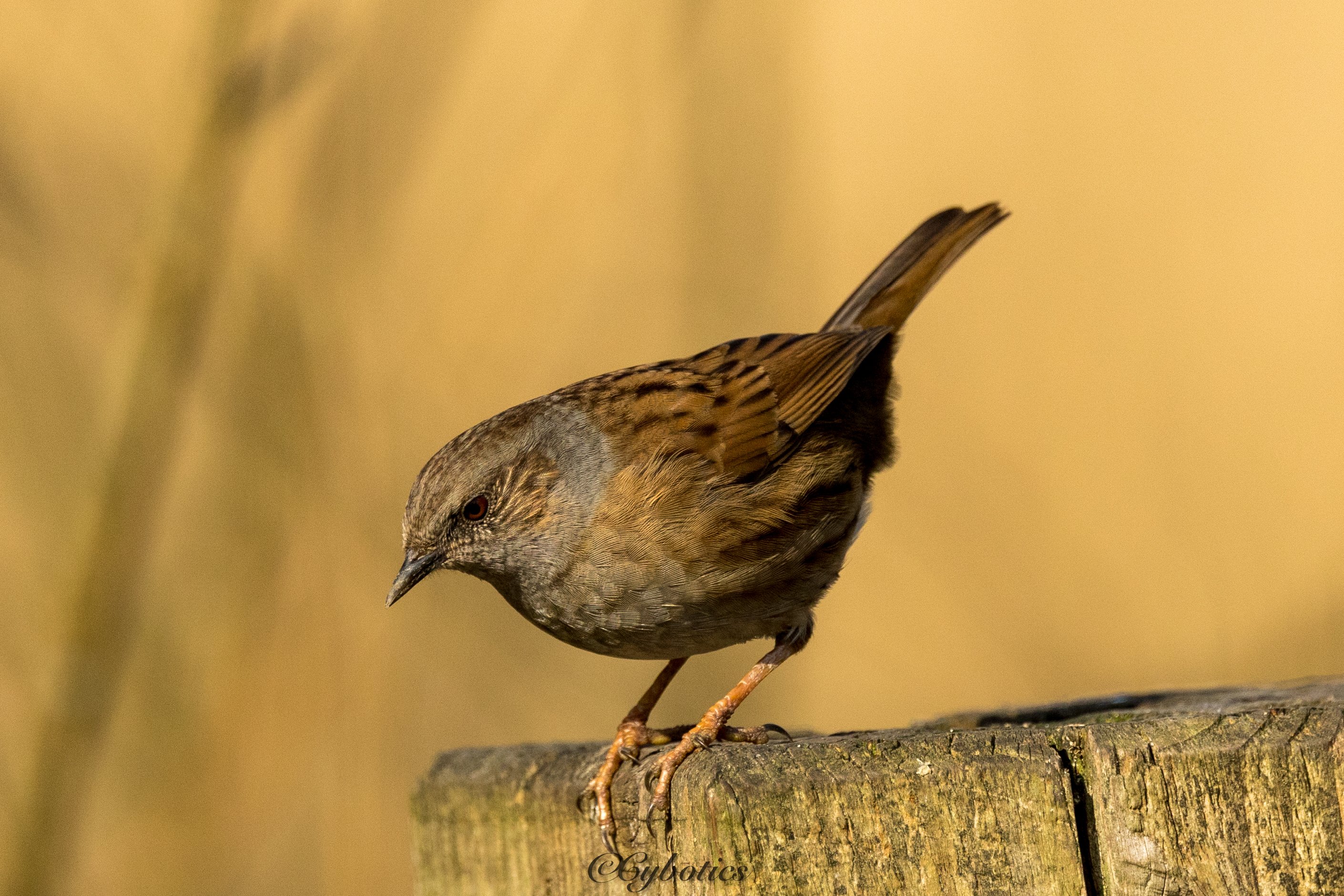 Dunnock