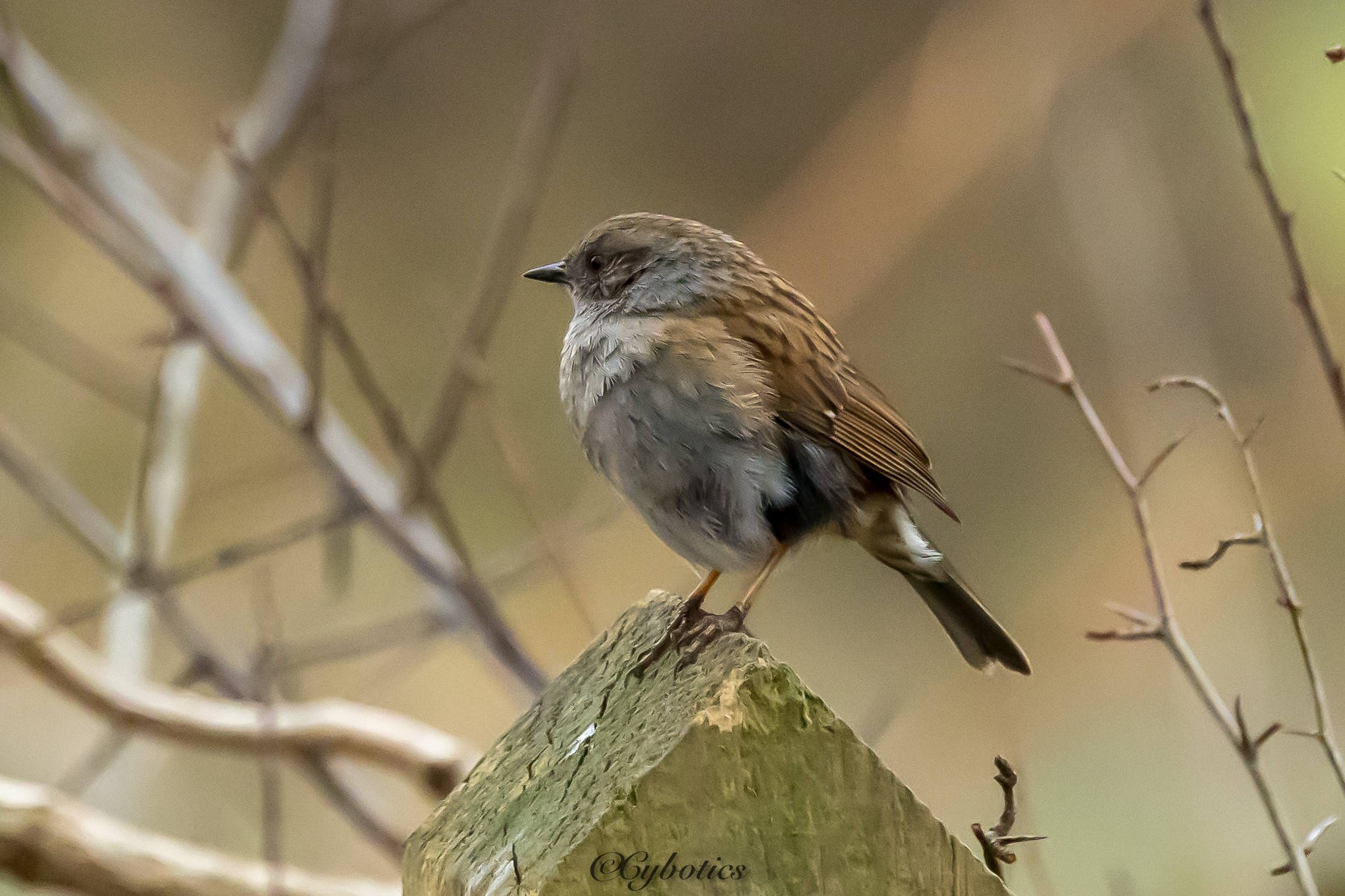 Dunnock