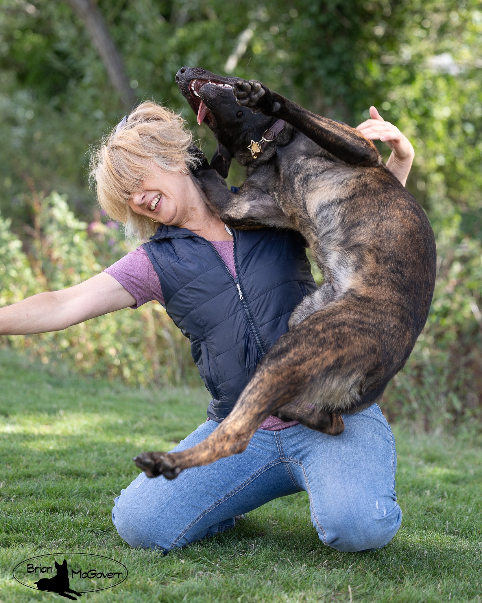 Dutch  Shepherd attempted portrait