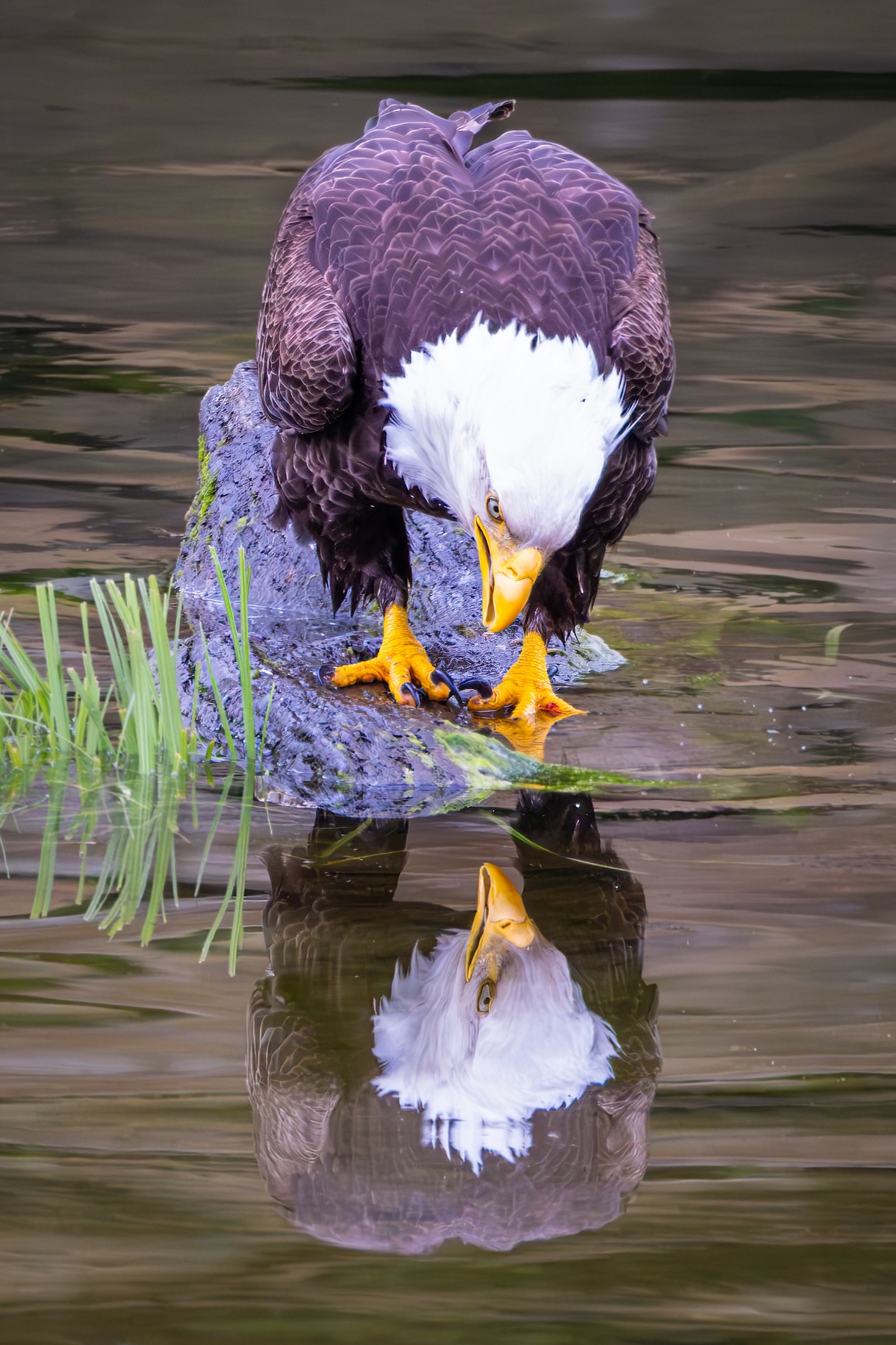 Eagle admiring itself