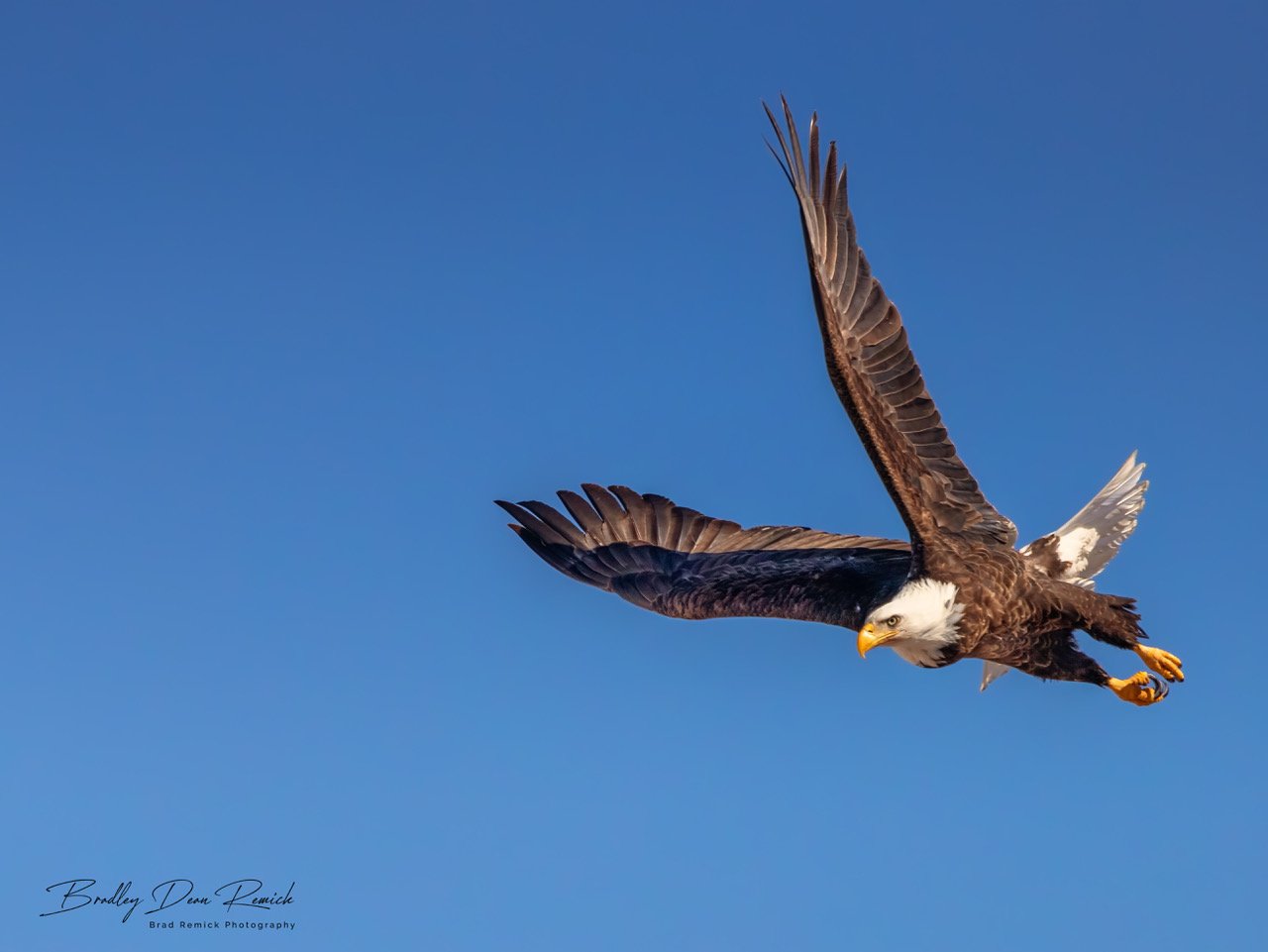 Eagle.jpeg | Canon RF Shooters Forums