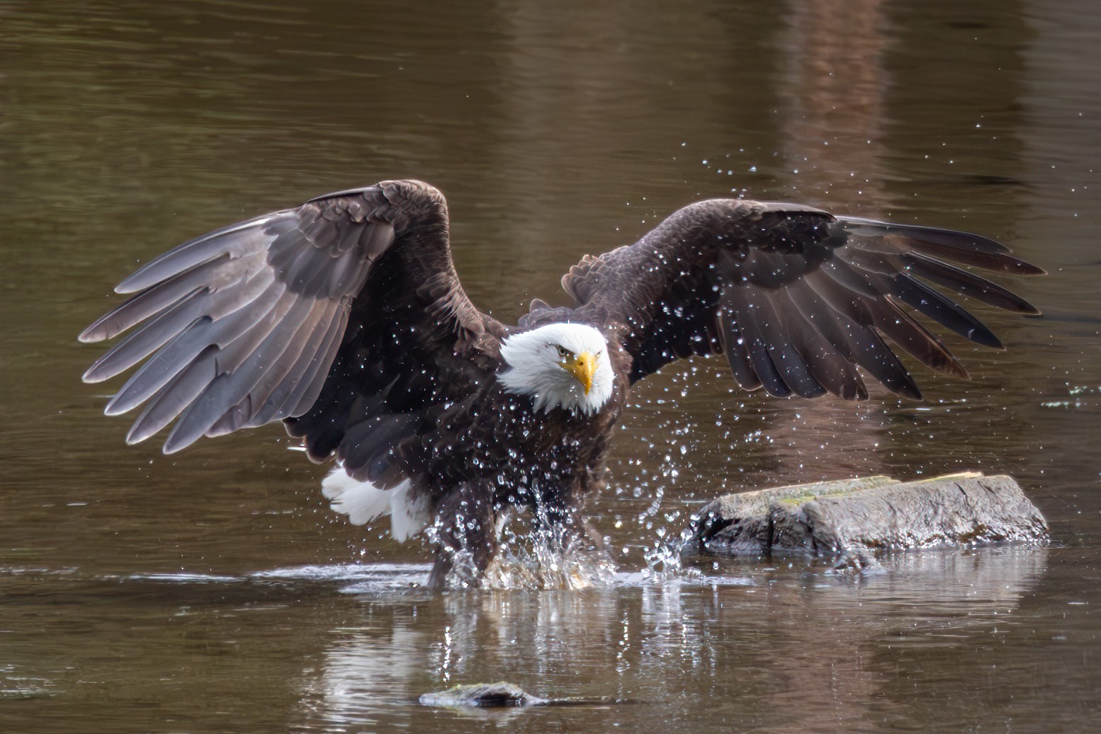 Eagle taking off to hunt fish in a creek.