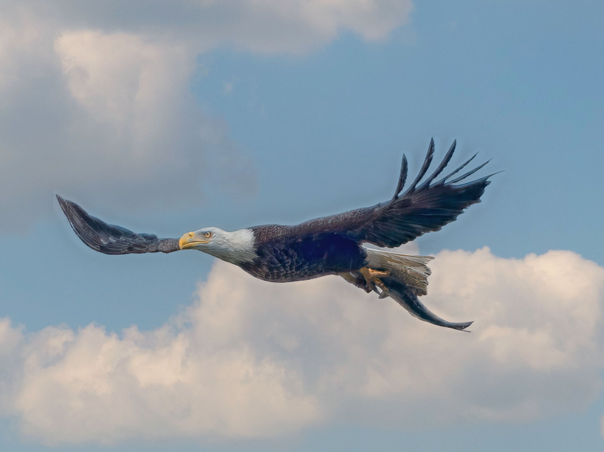 Eagle-with-fish.jpg