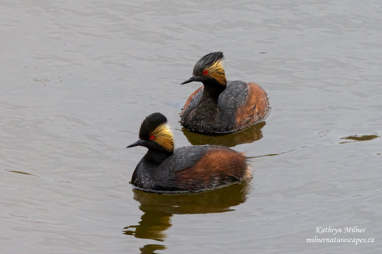 Eared Grebe 2