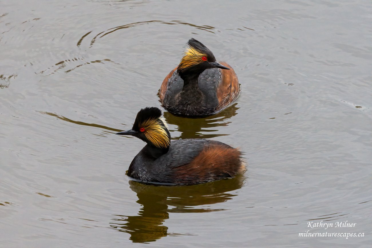 Eared Grebe pair 1