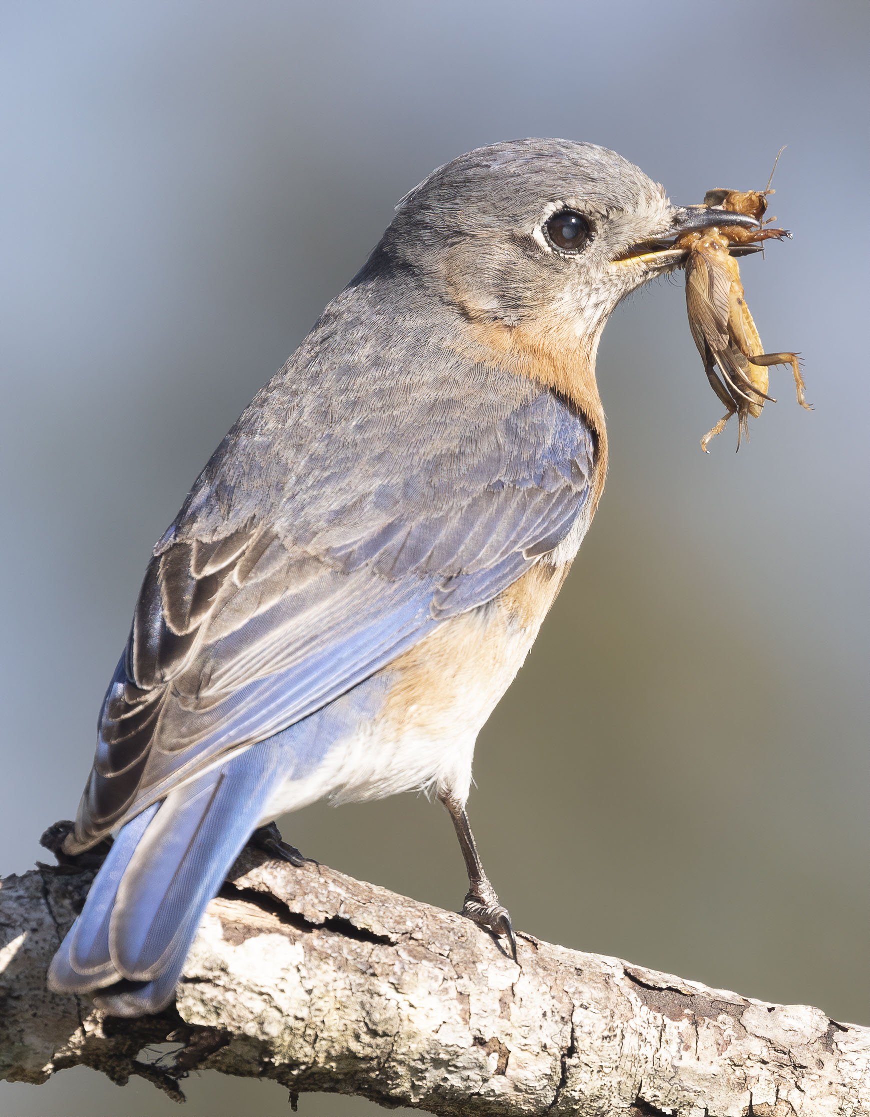 Eastern Bluebird (female) with a Mole Cricket