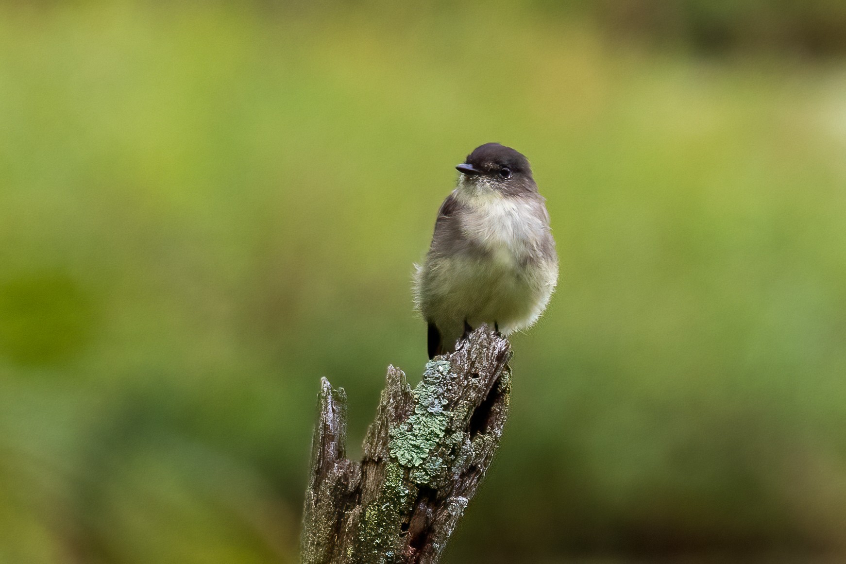 Eastern Phoebe