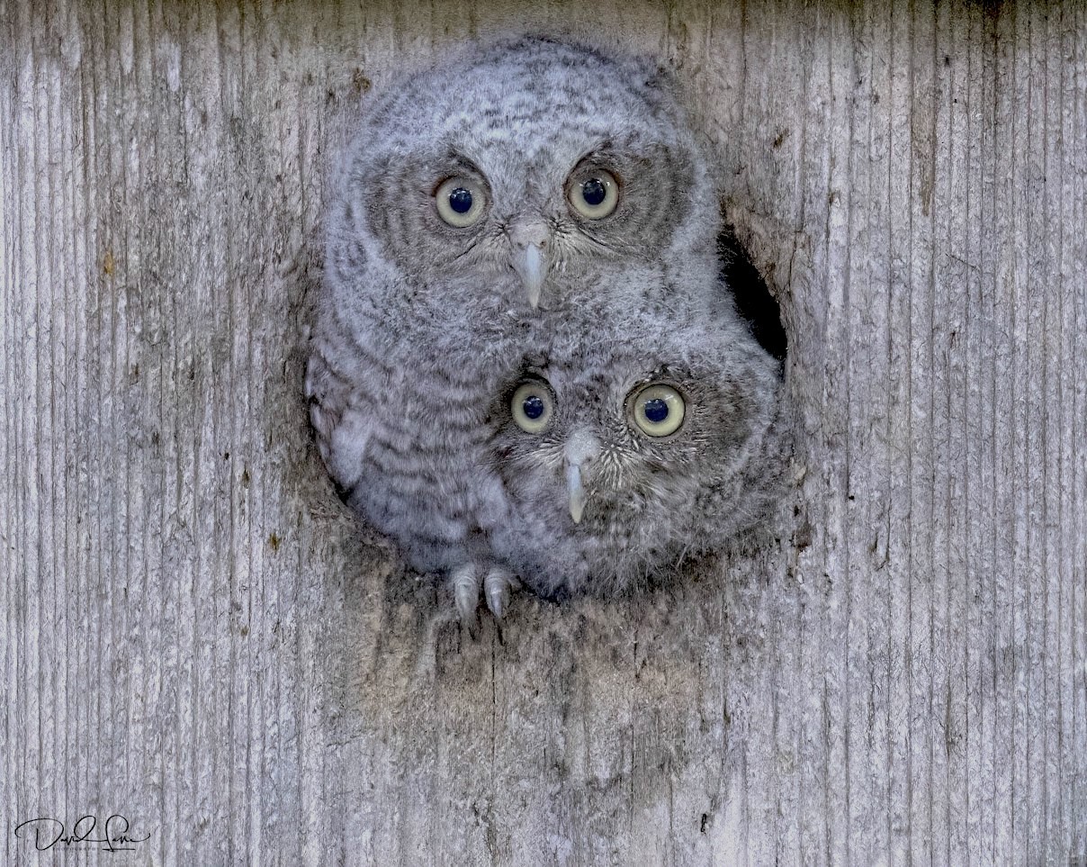 Eastern Screech Owl babies