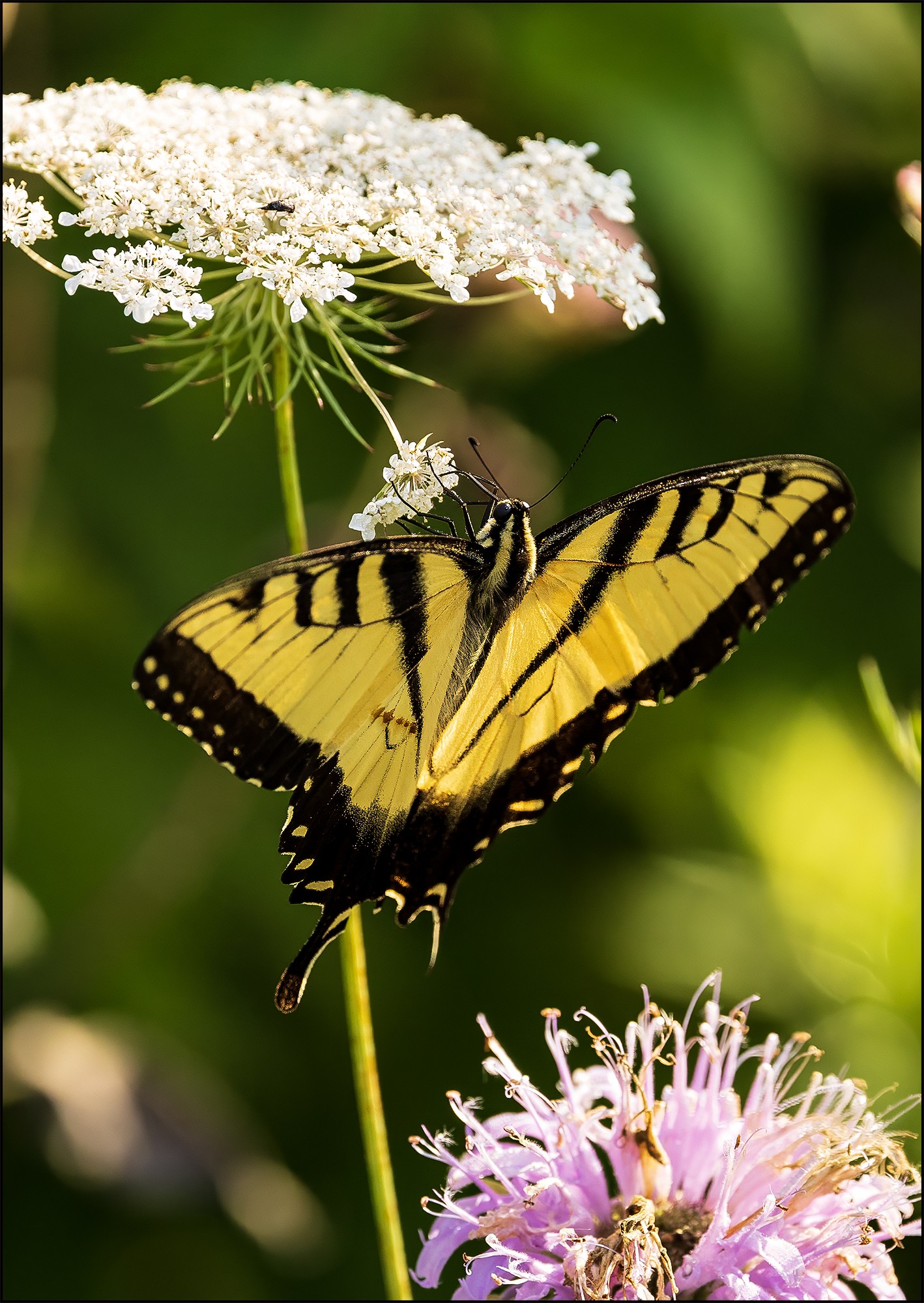 Eastern Tiger Swallowtail II.jpg