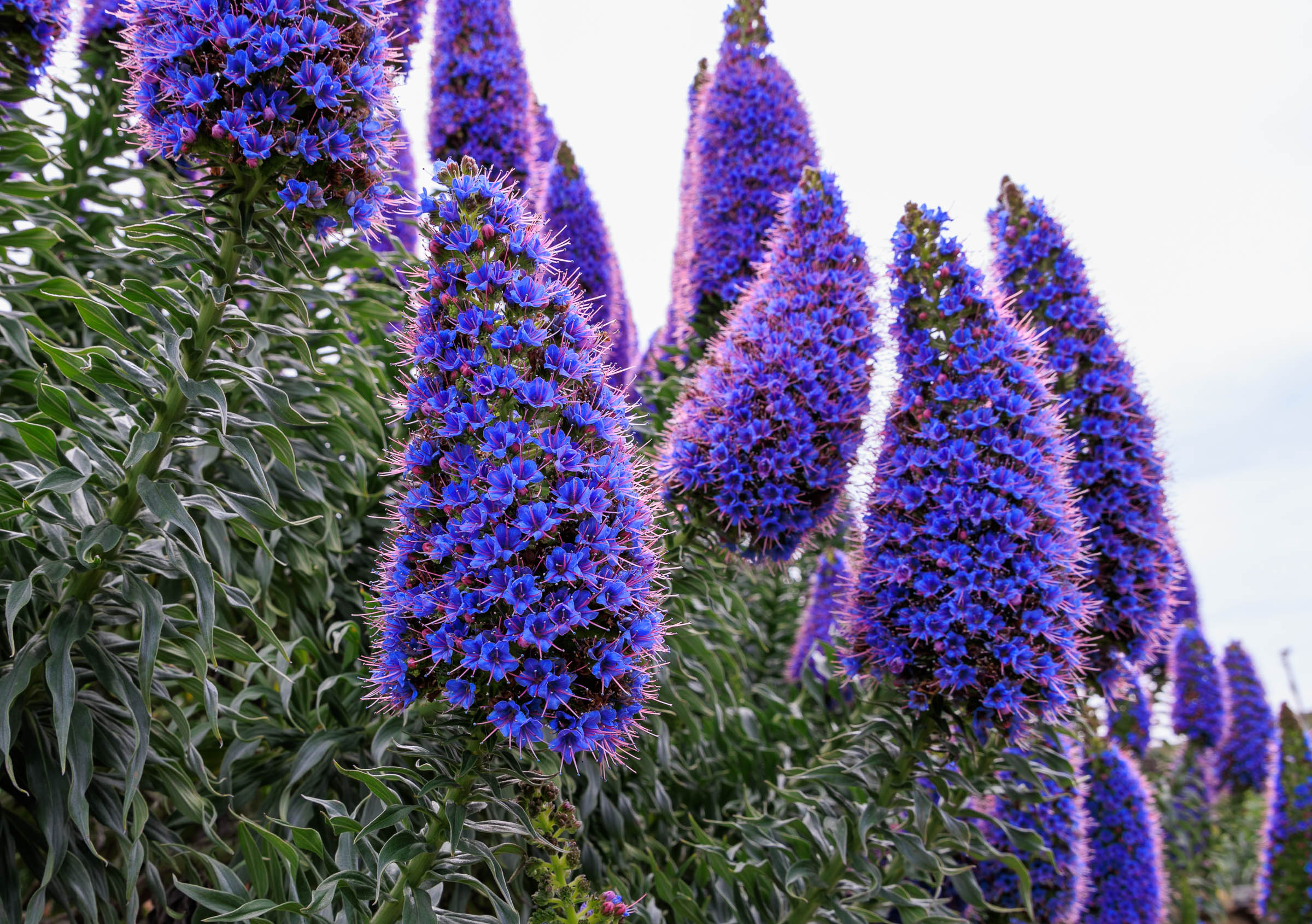 Echium spp.