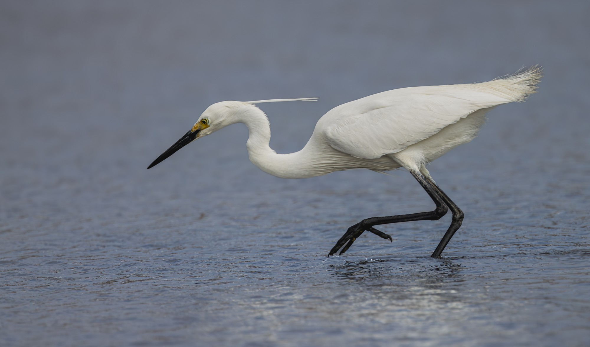 egret-int-0001-c-2000px.jpg