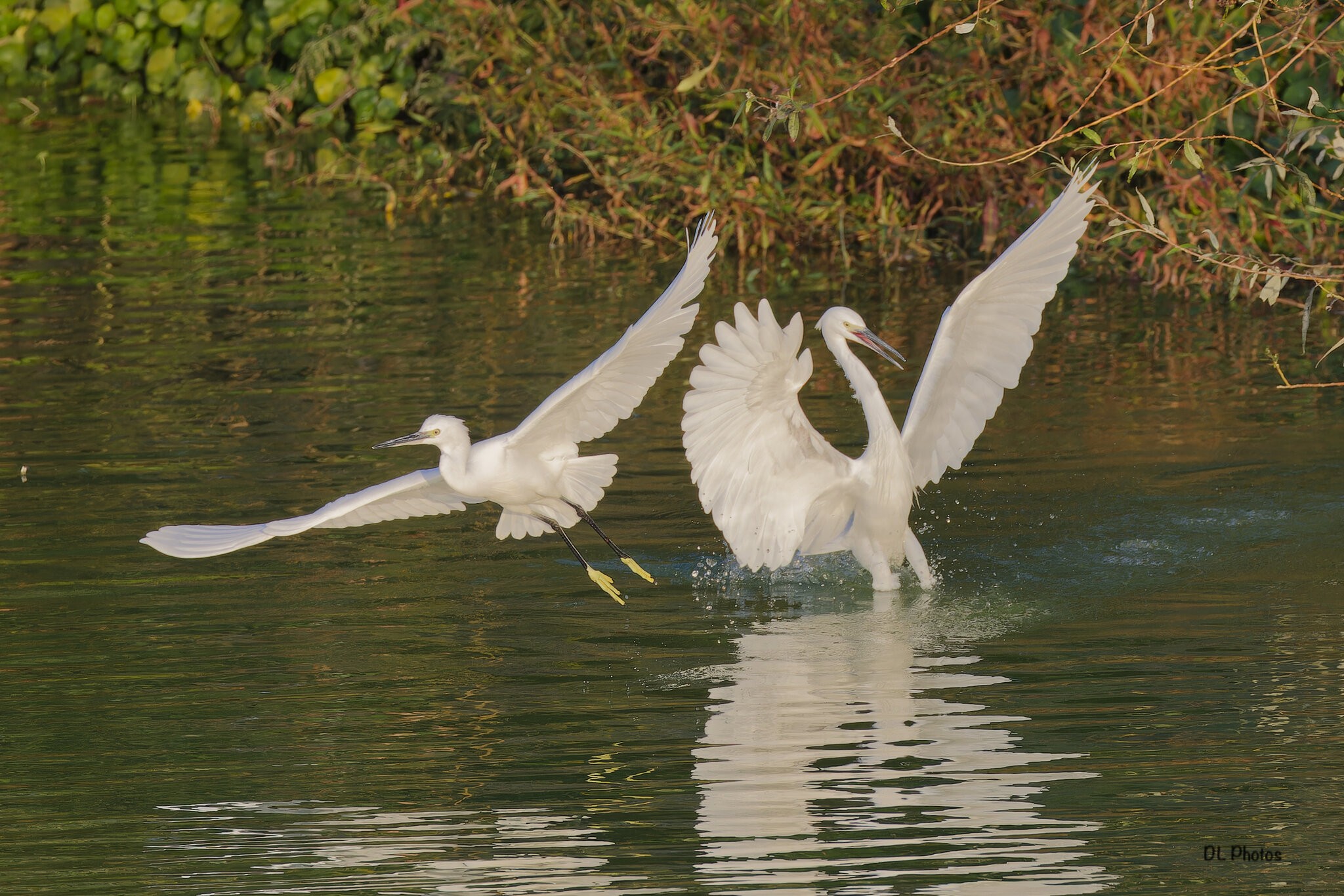 egrets.jpg