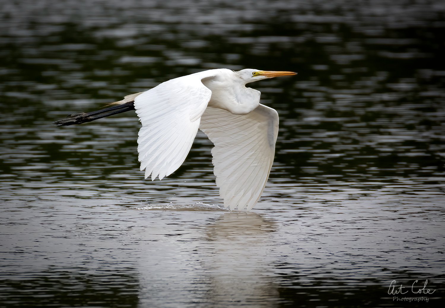 egretwingsplashVINsmall.jpg
