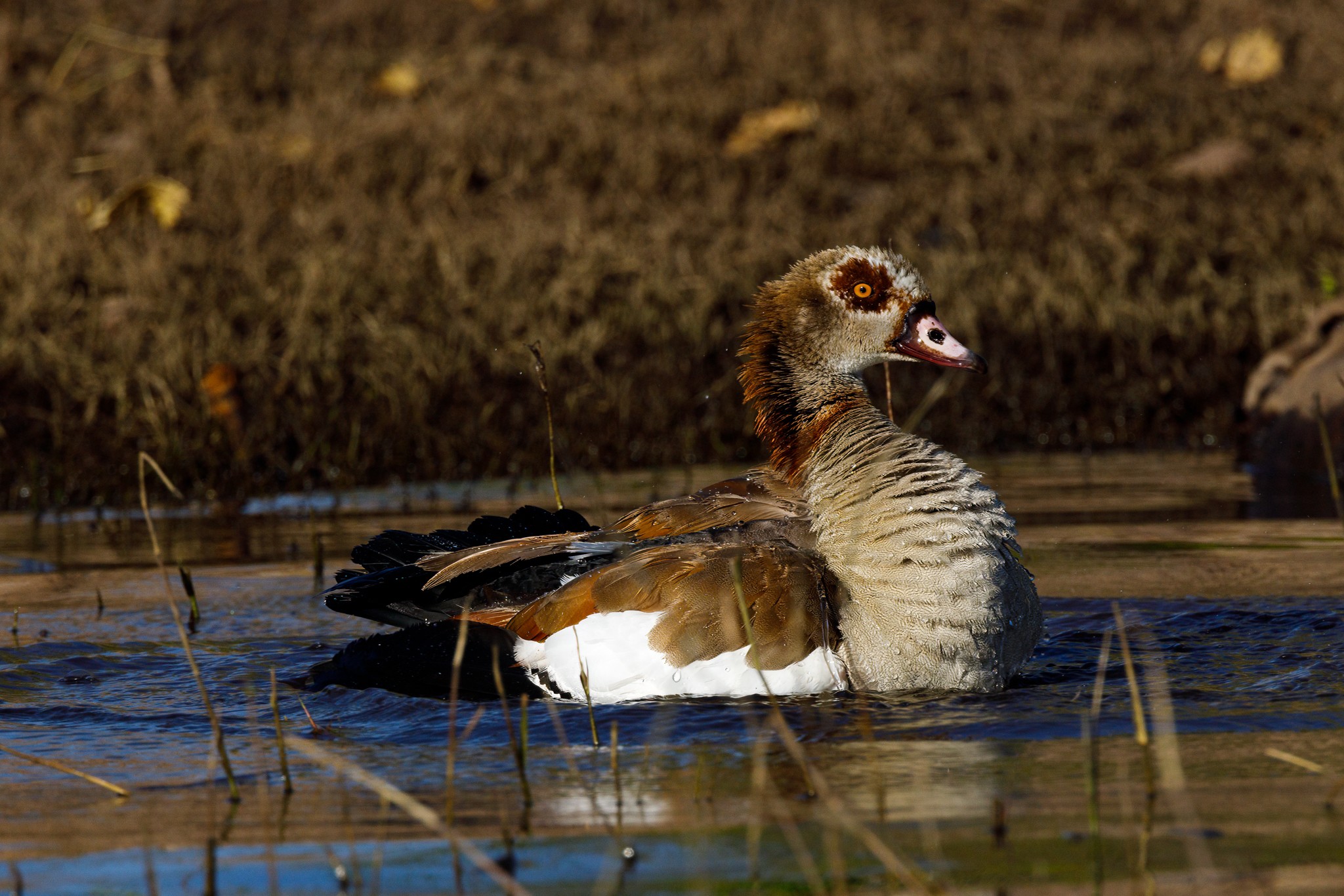 Egyptian Goose 2.jpg