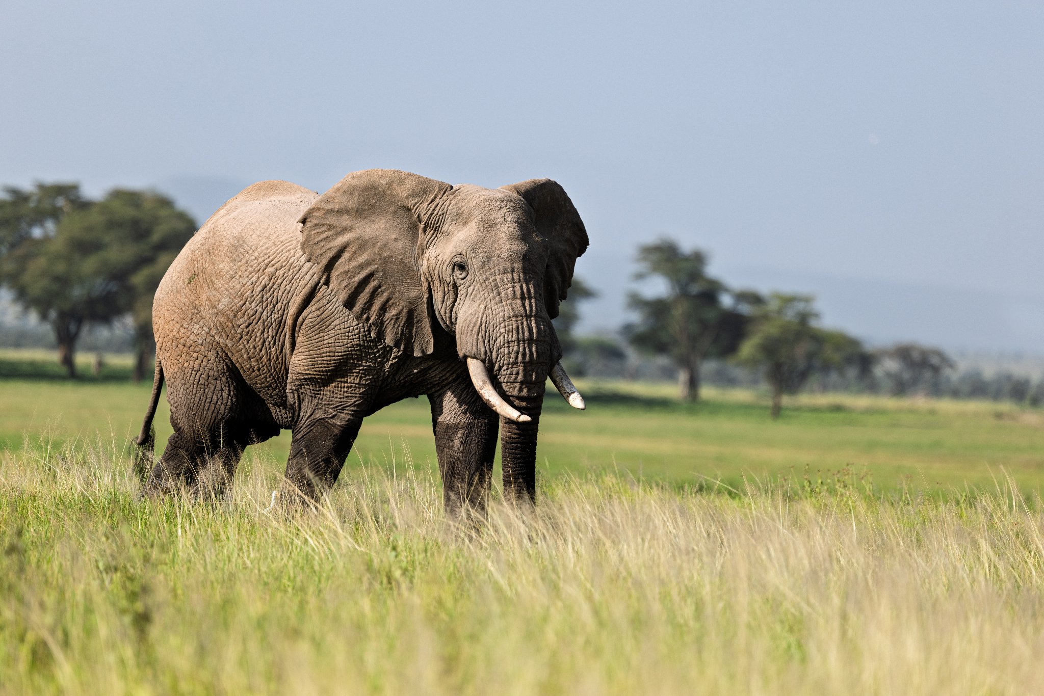 Ellie in the Grass, Amboseli Kenya 2.jpg