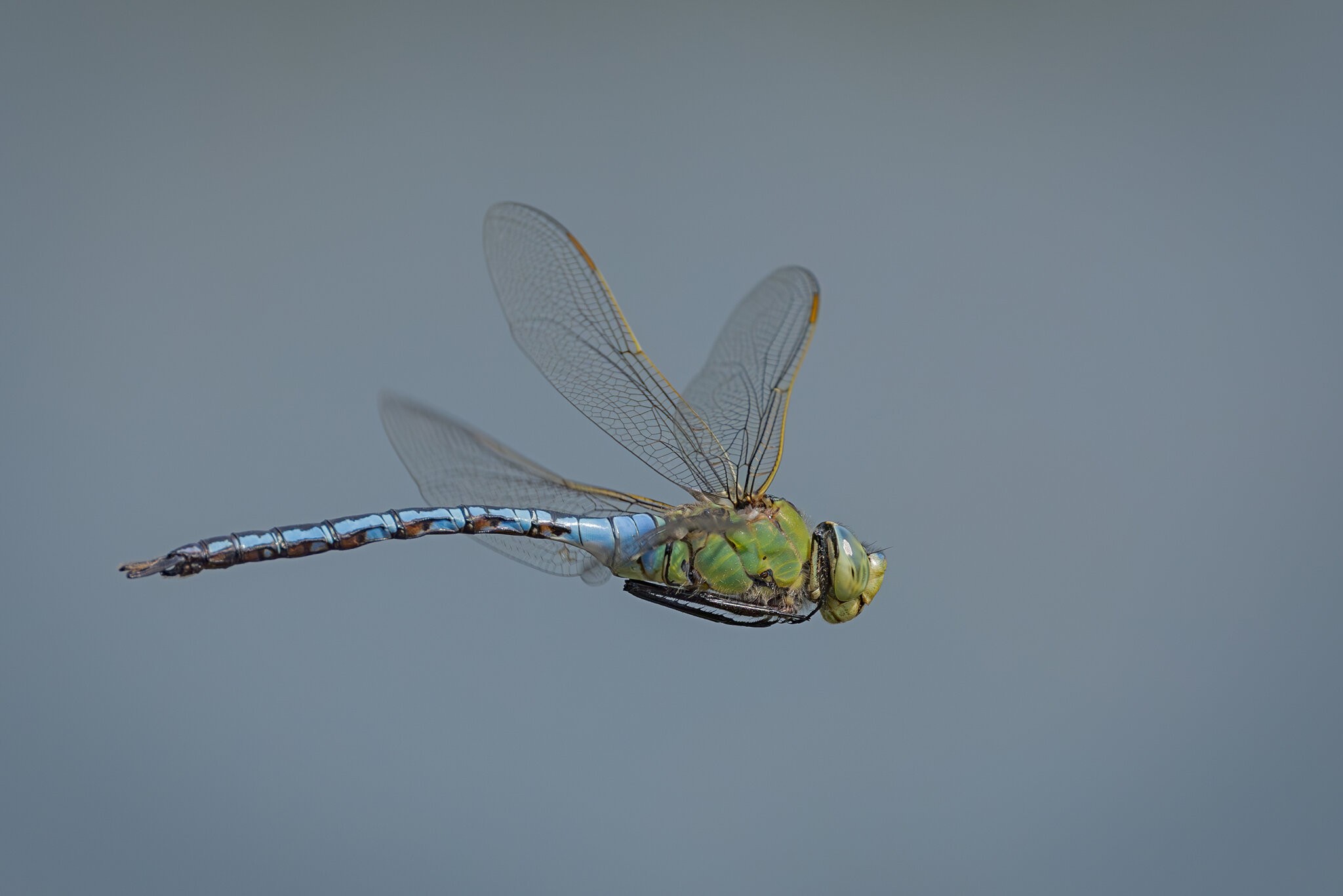 Emperor Dragonfly.jpg