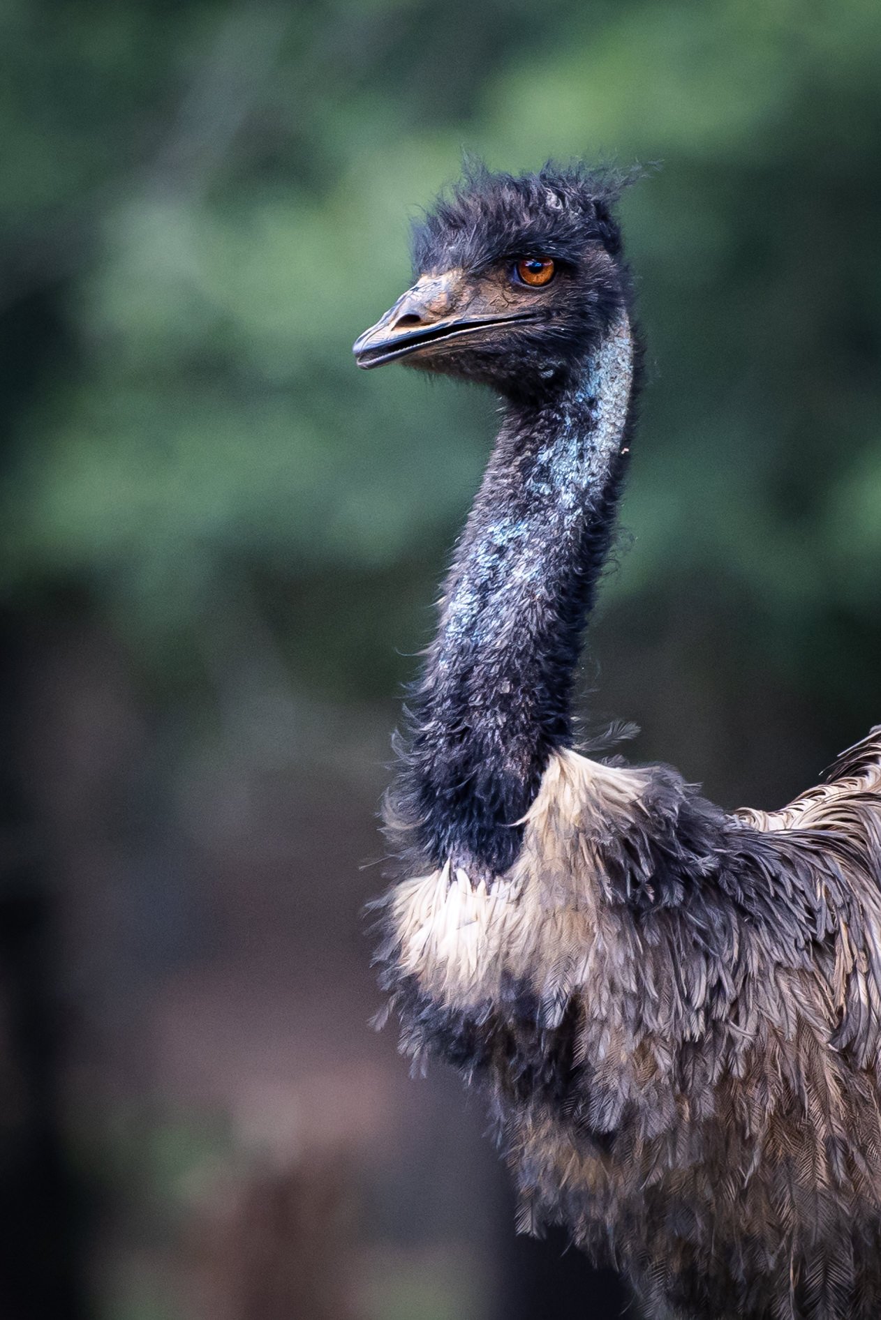 Emu at our local wildlife safari.