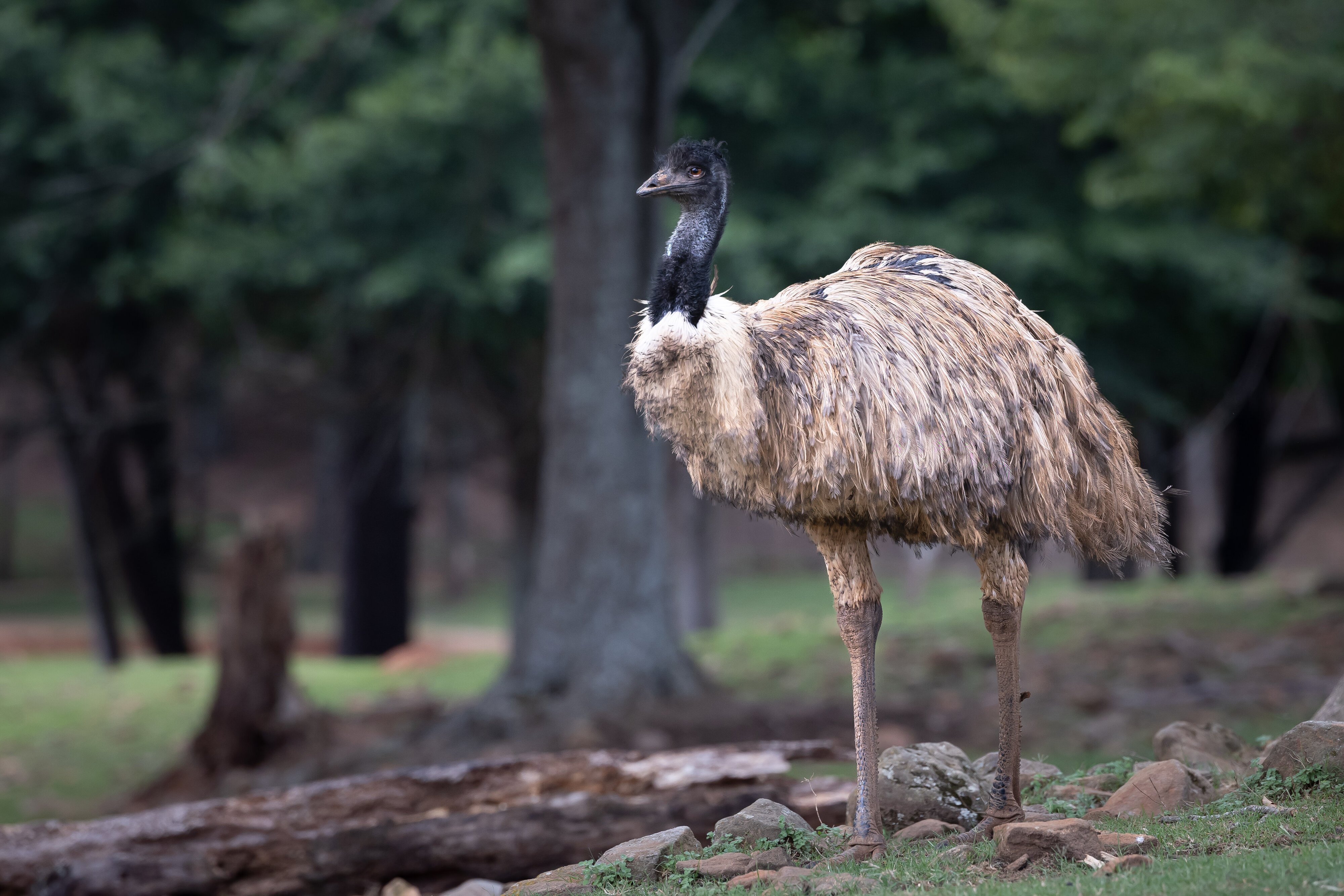 Emu at our local wildlife safari.