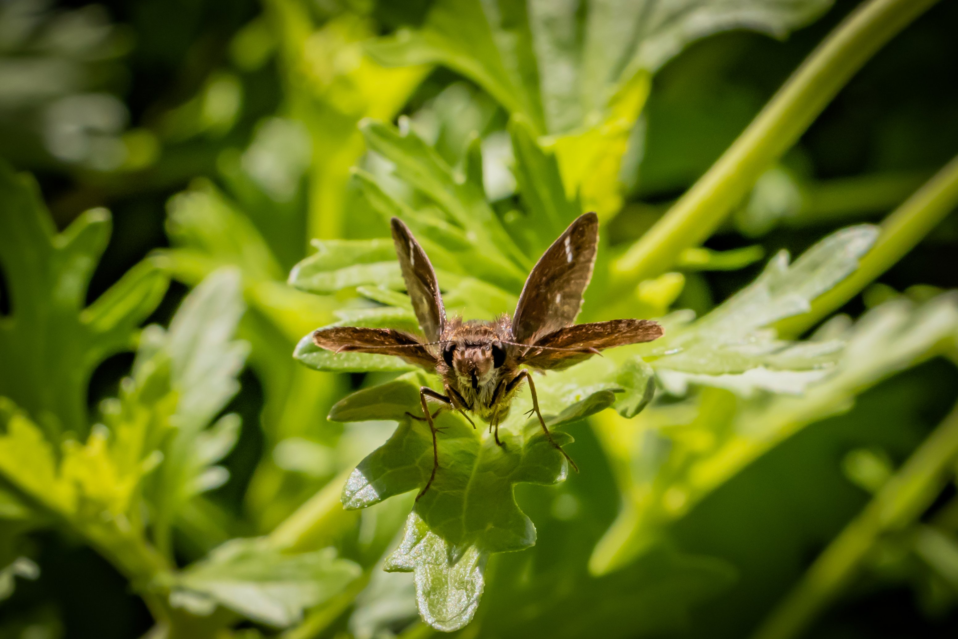 Eufala Skipper, Lerodea eufala