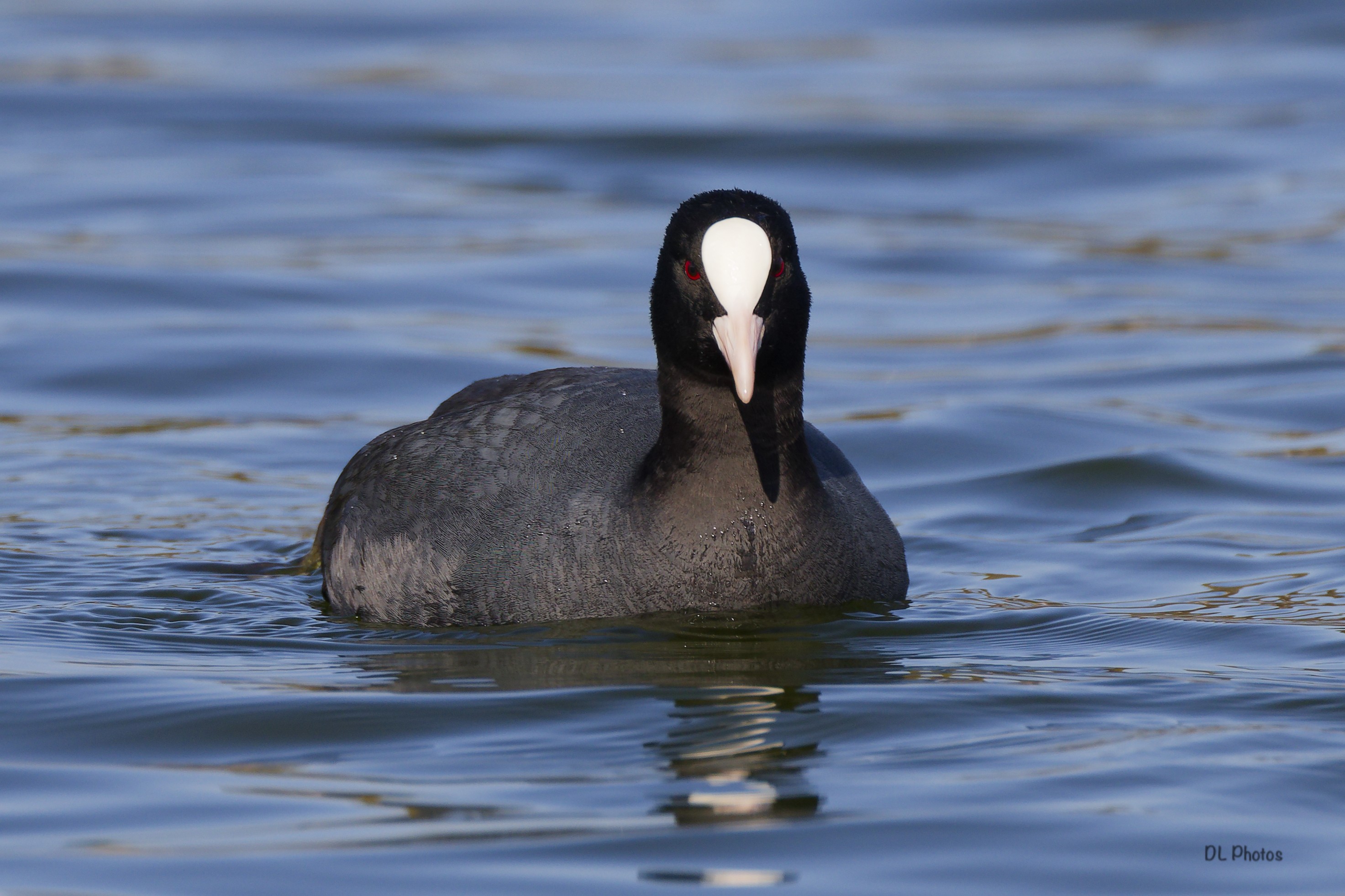 Eurasian Coot