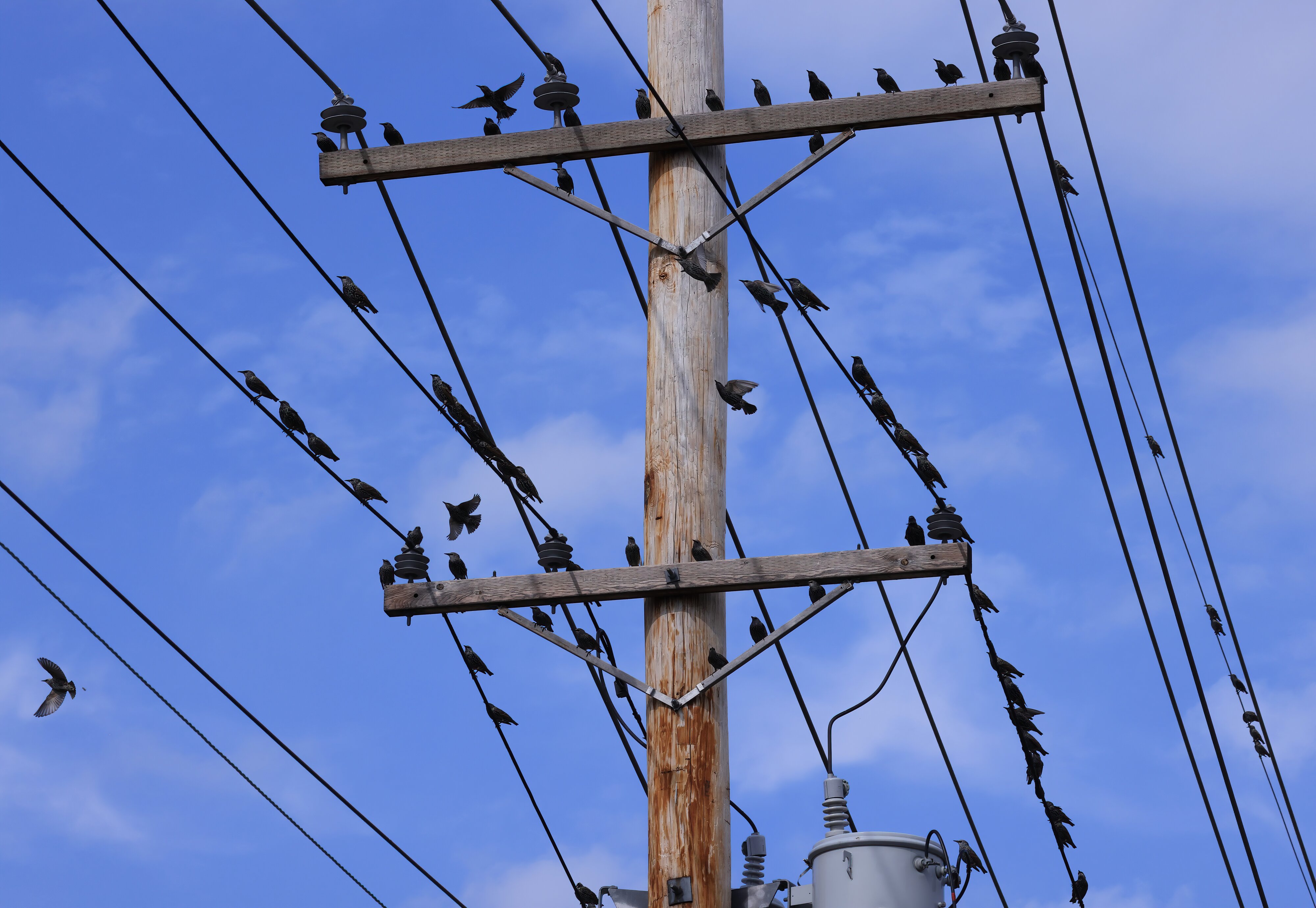 European Starling.JPG