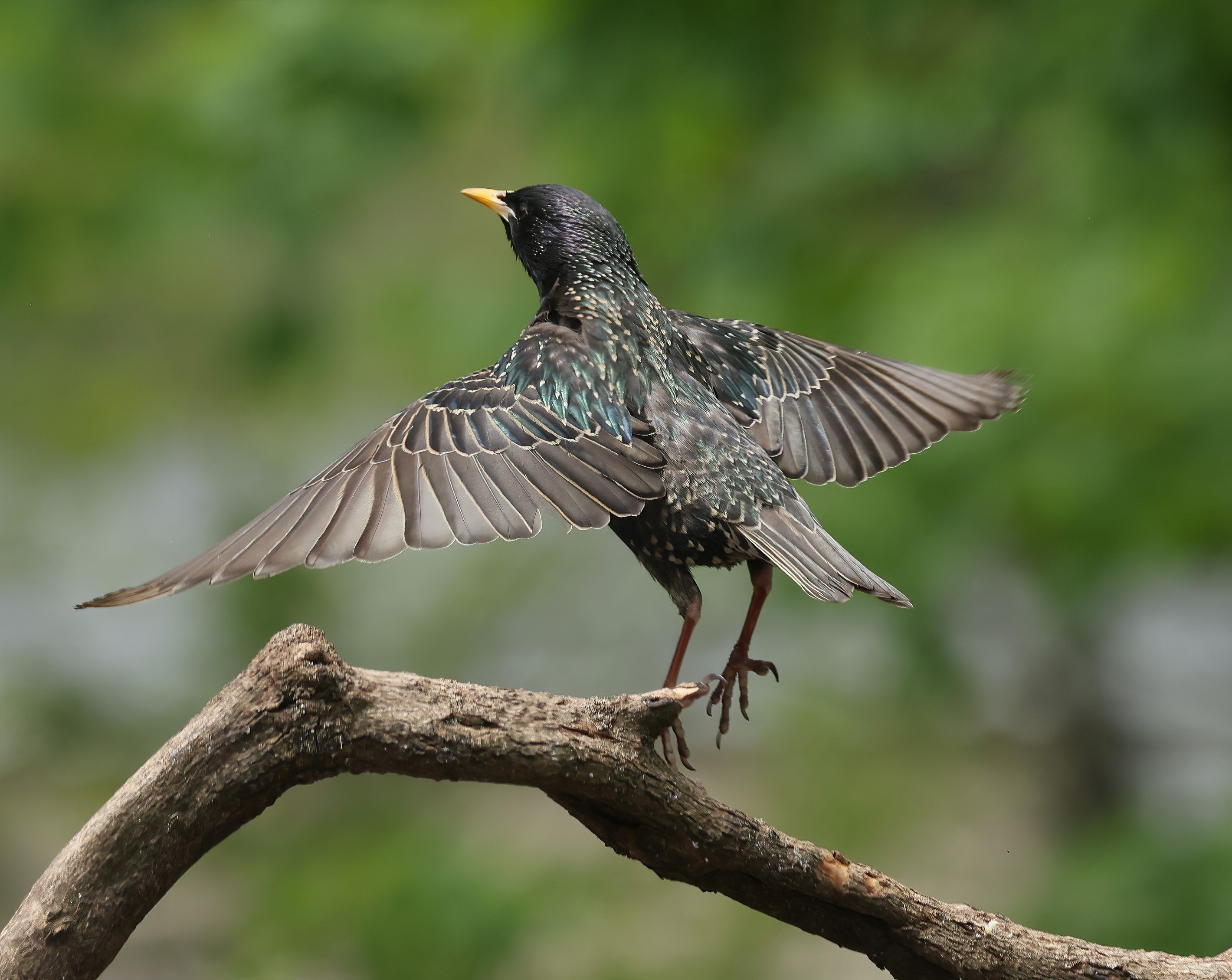 European Starling.JPG