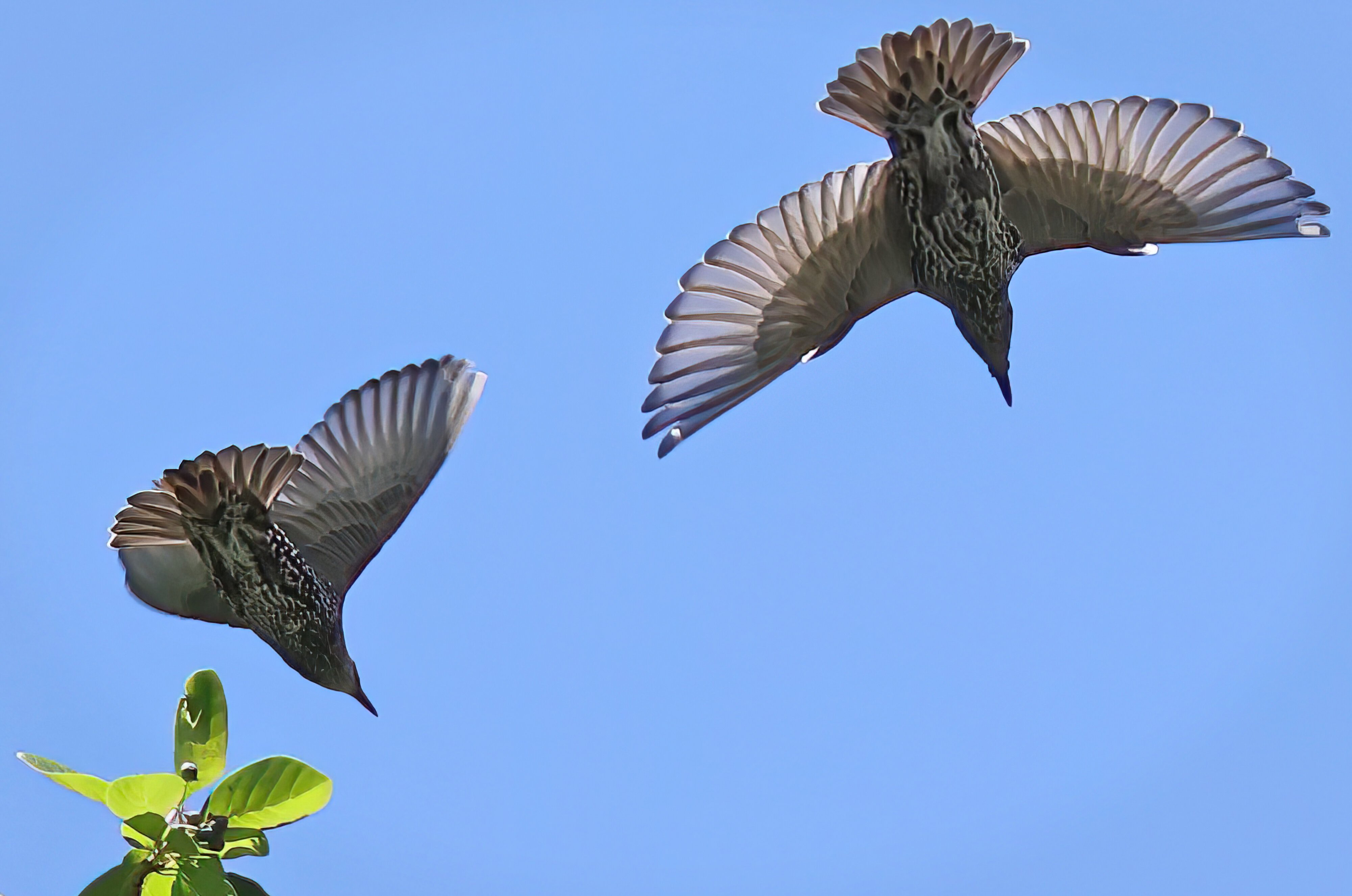 European Starlings.jpg