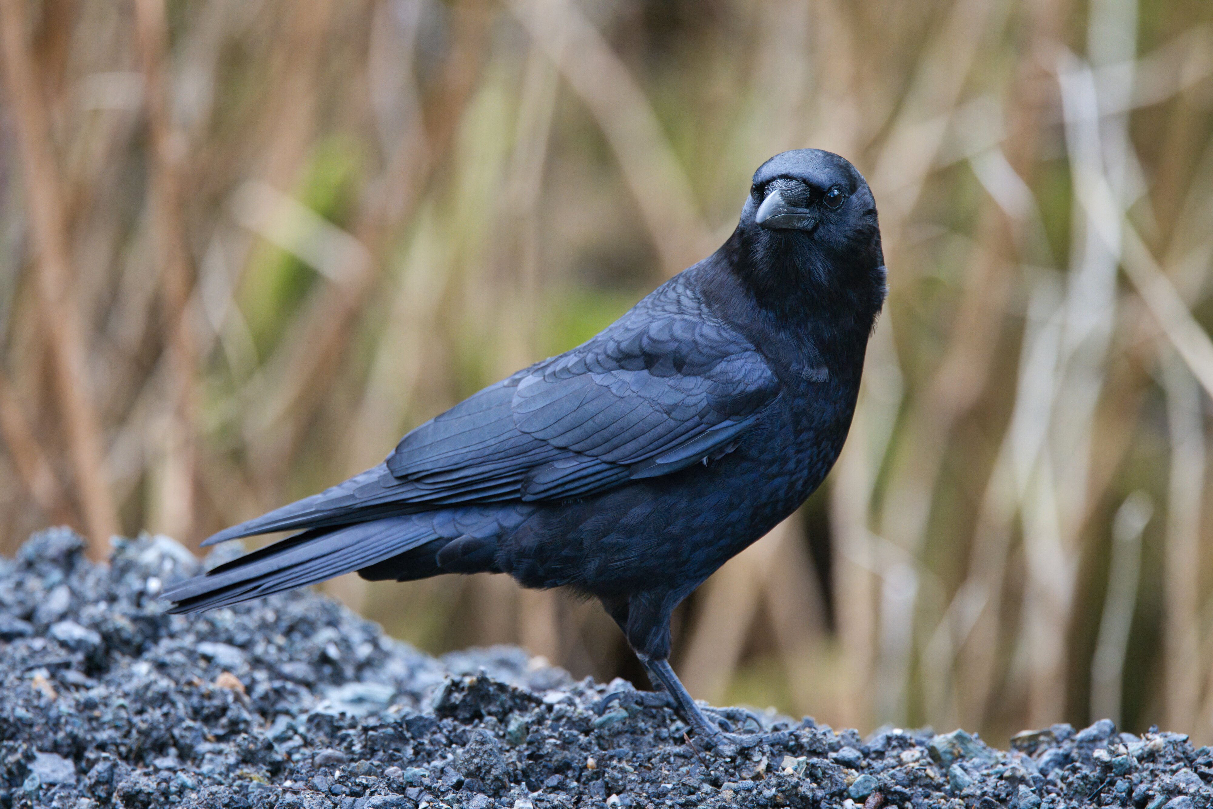 Even the common American Crow needs some love!