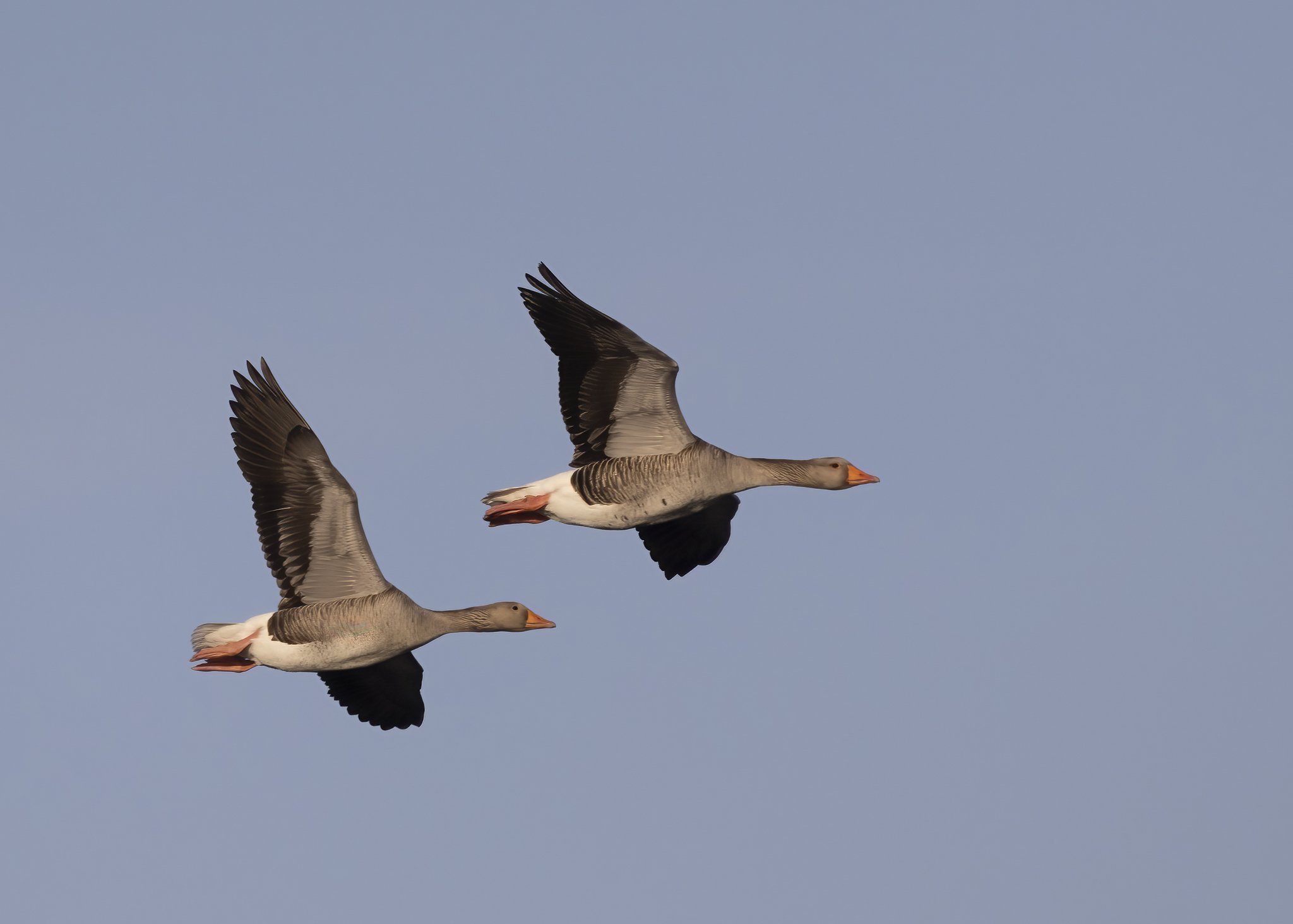 Evening Flight .jpg