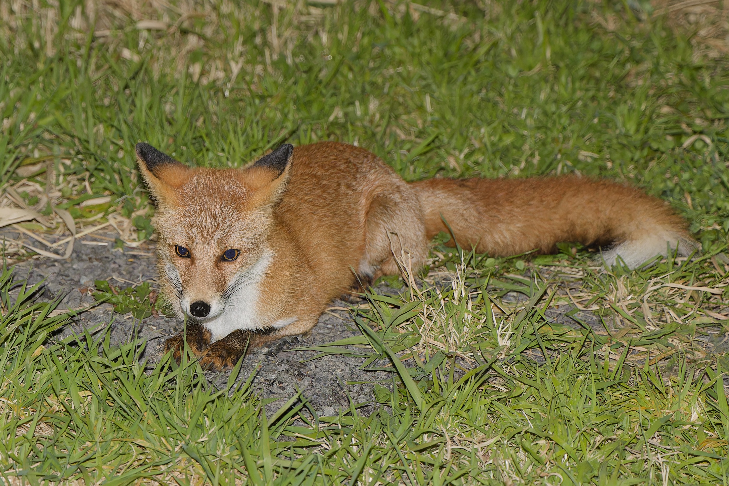 Ezo red fox