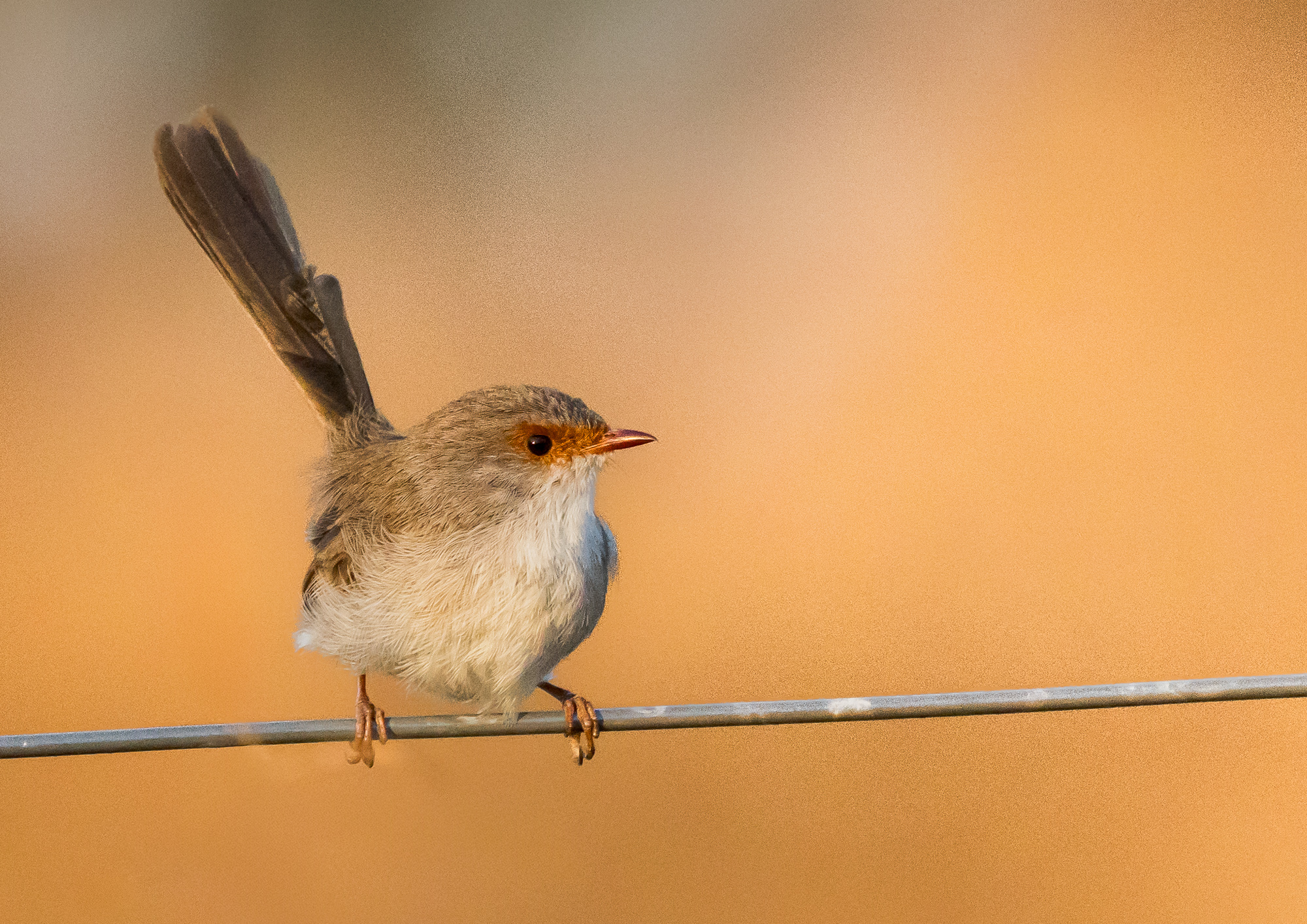 fairywren-superb-female-001-a-exp2000px.jpg