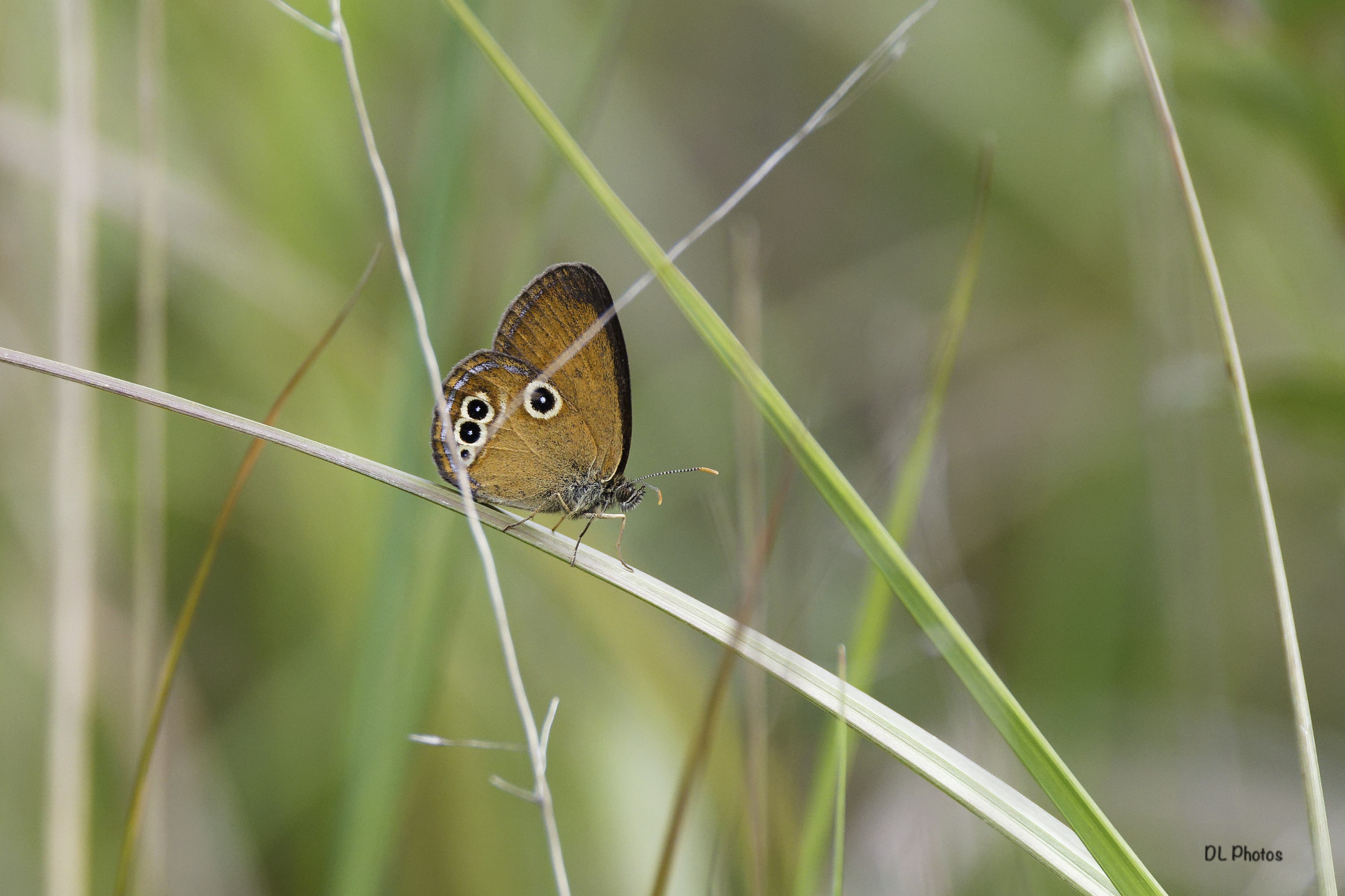 False ringlet (ヒメヒカゲ)